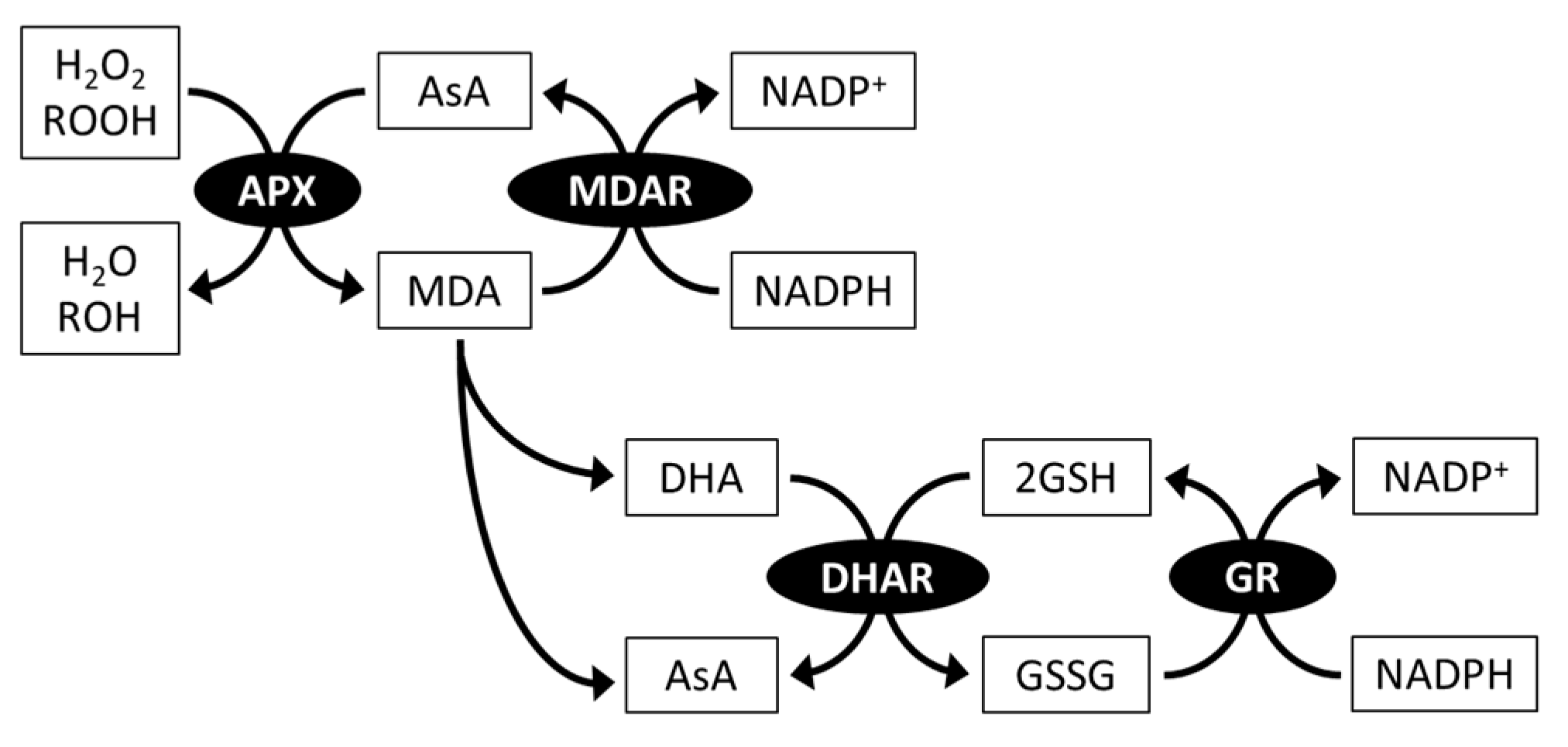 Plants 10 01250 g003