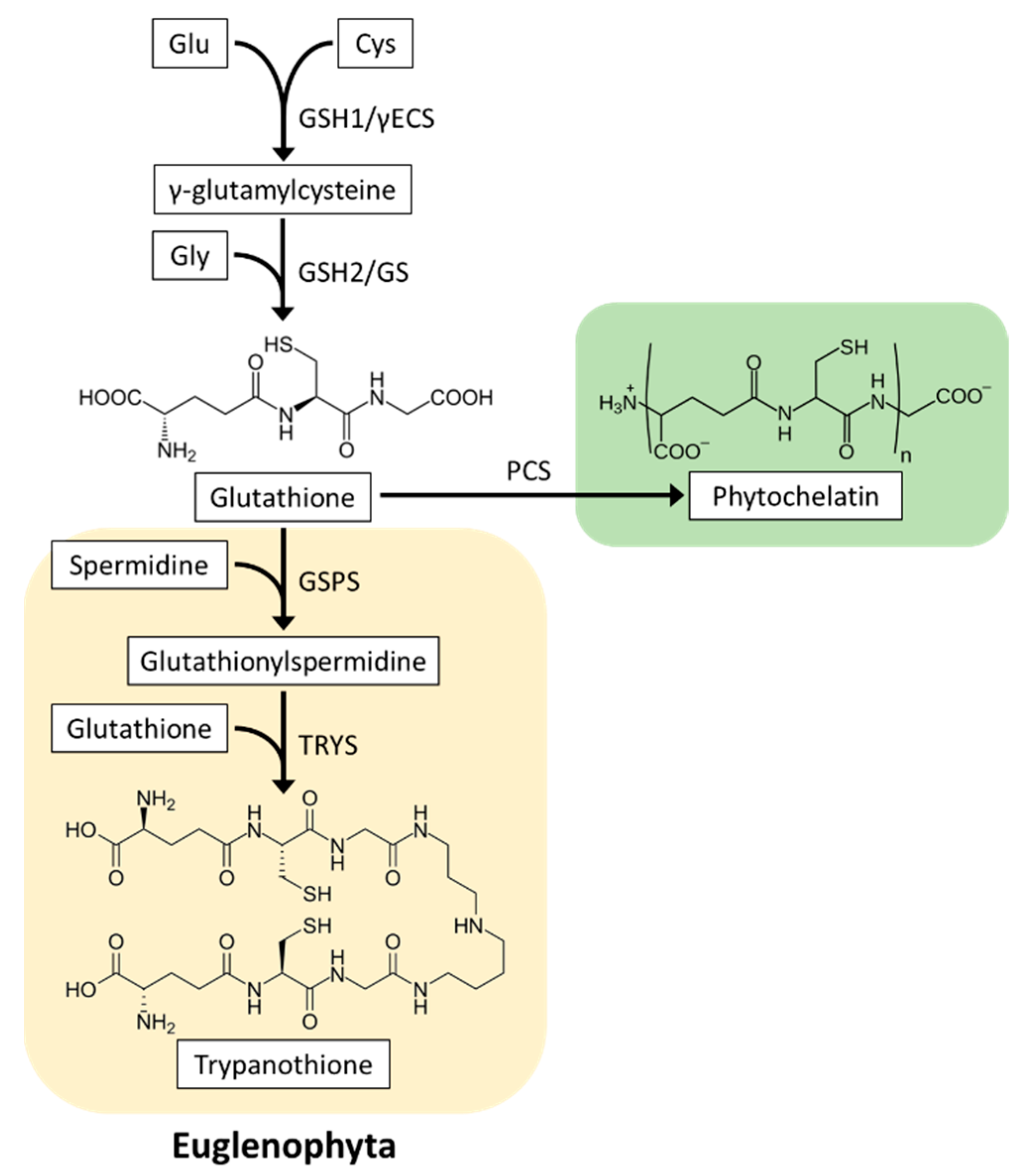 Plants 10 01250 g004