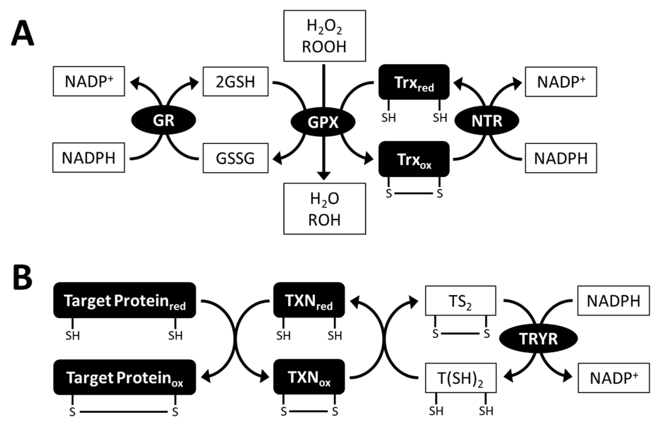 Plants 10 01250 g005