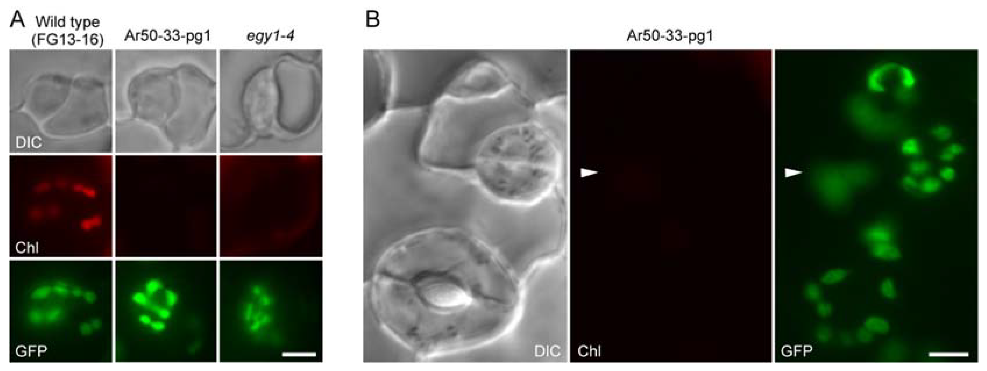 Plants 10 01254 g006 Plants 10 01254 g006