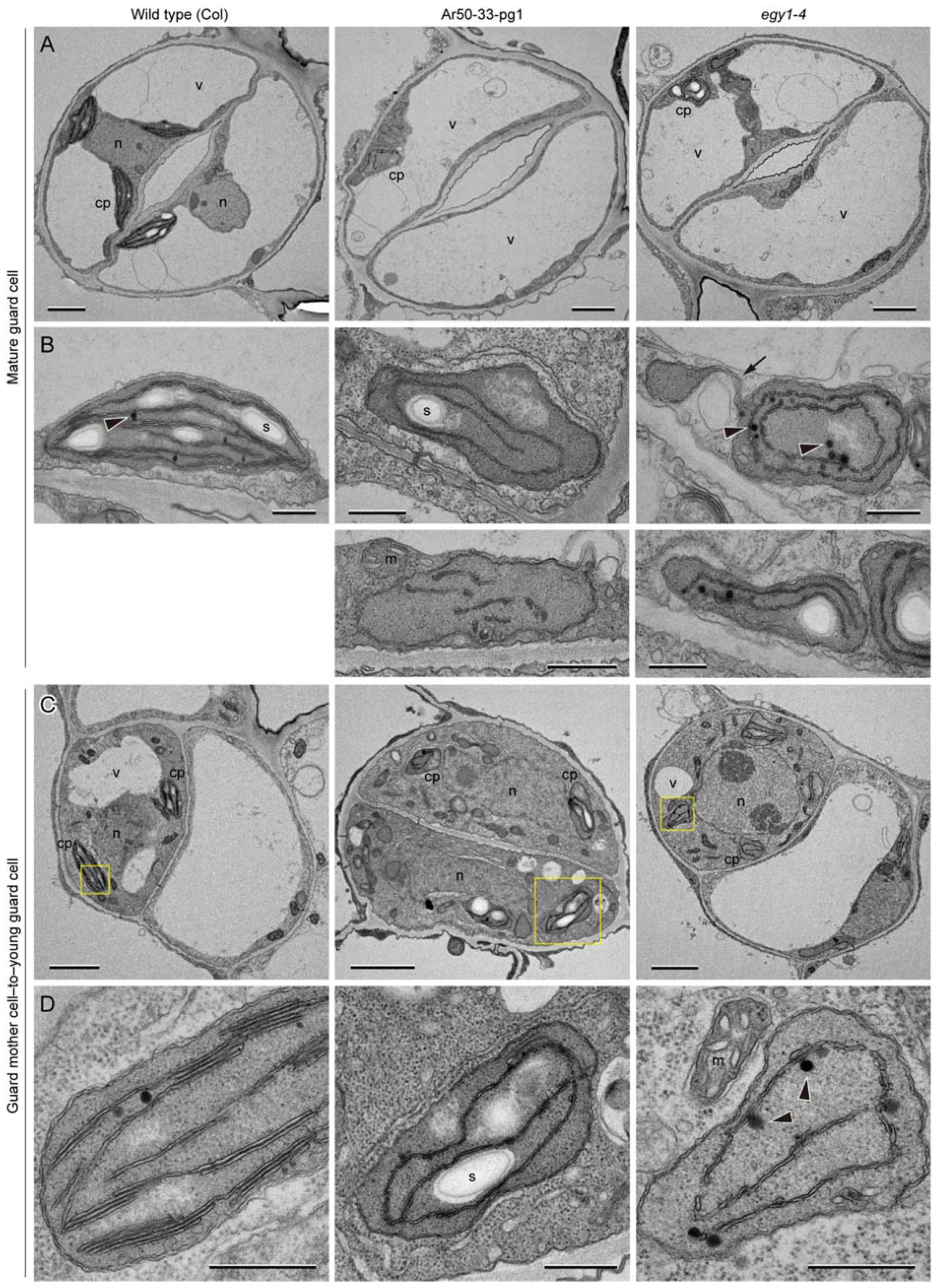 Plants 10 01254 g007 Plants 10 01254 g007