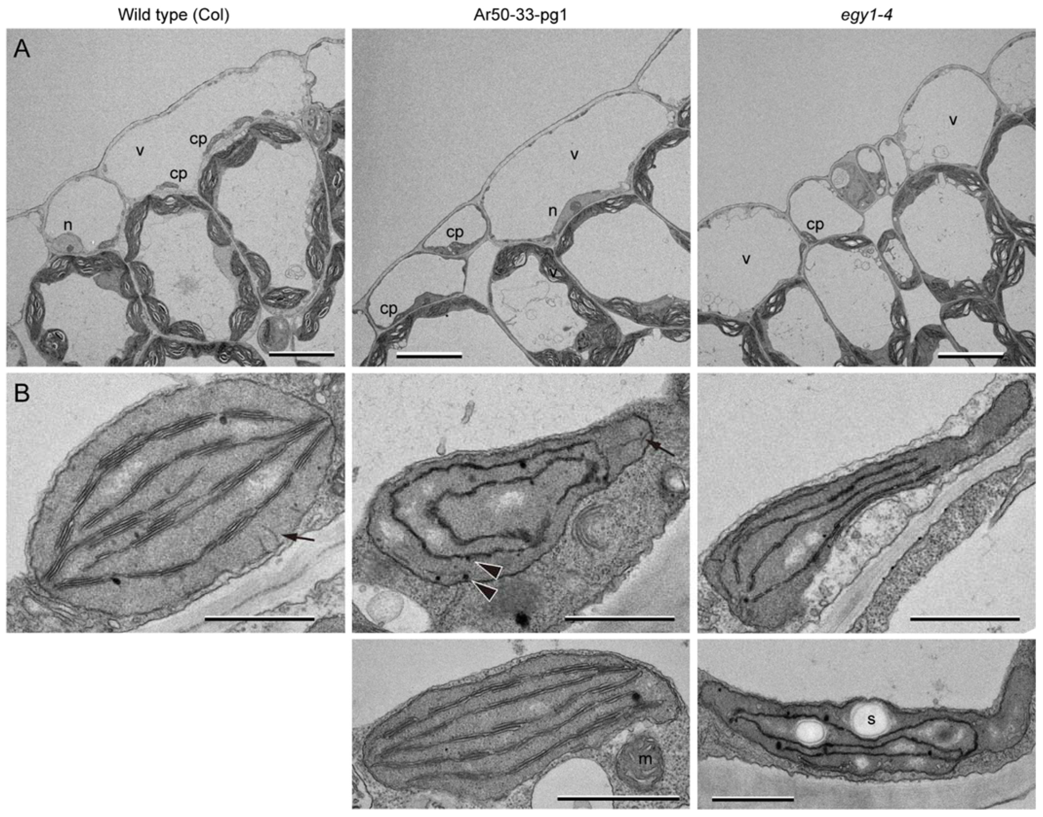 Plants 10 01254 g008 Plants 10 01254 g008