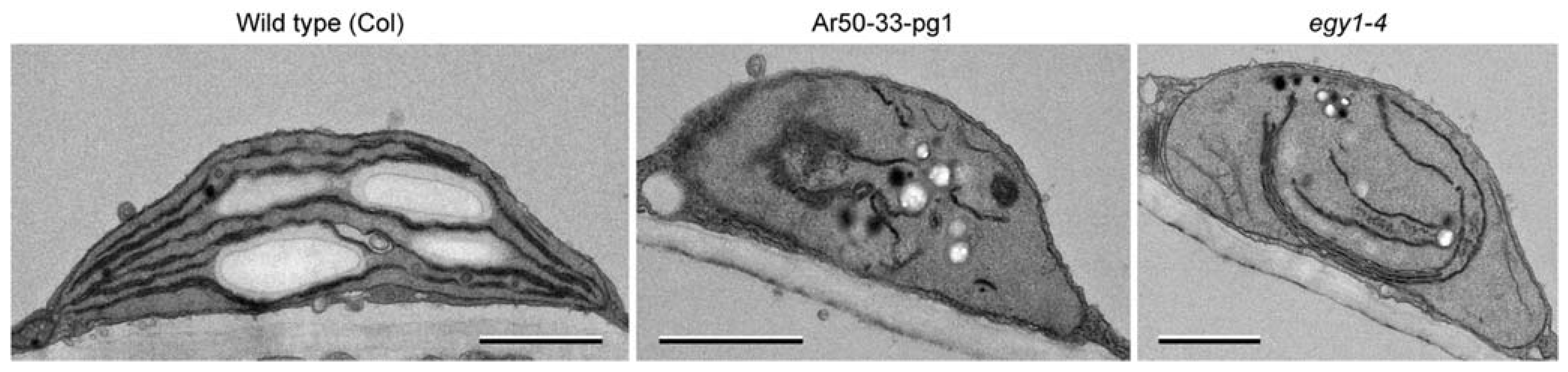 Plants 10 01254 g009 Plants 10 01254 g009