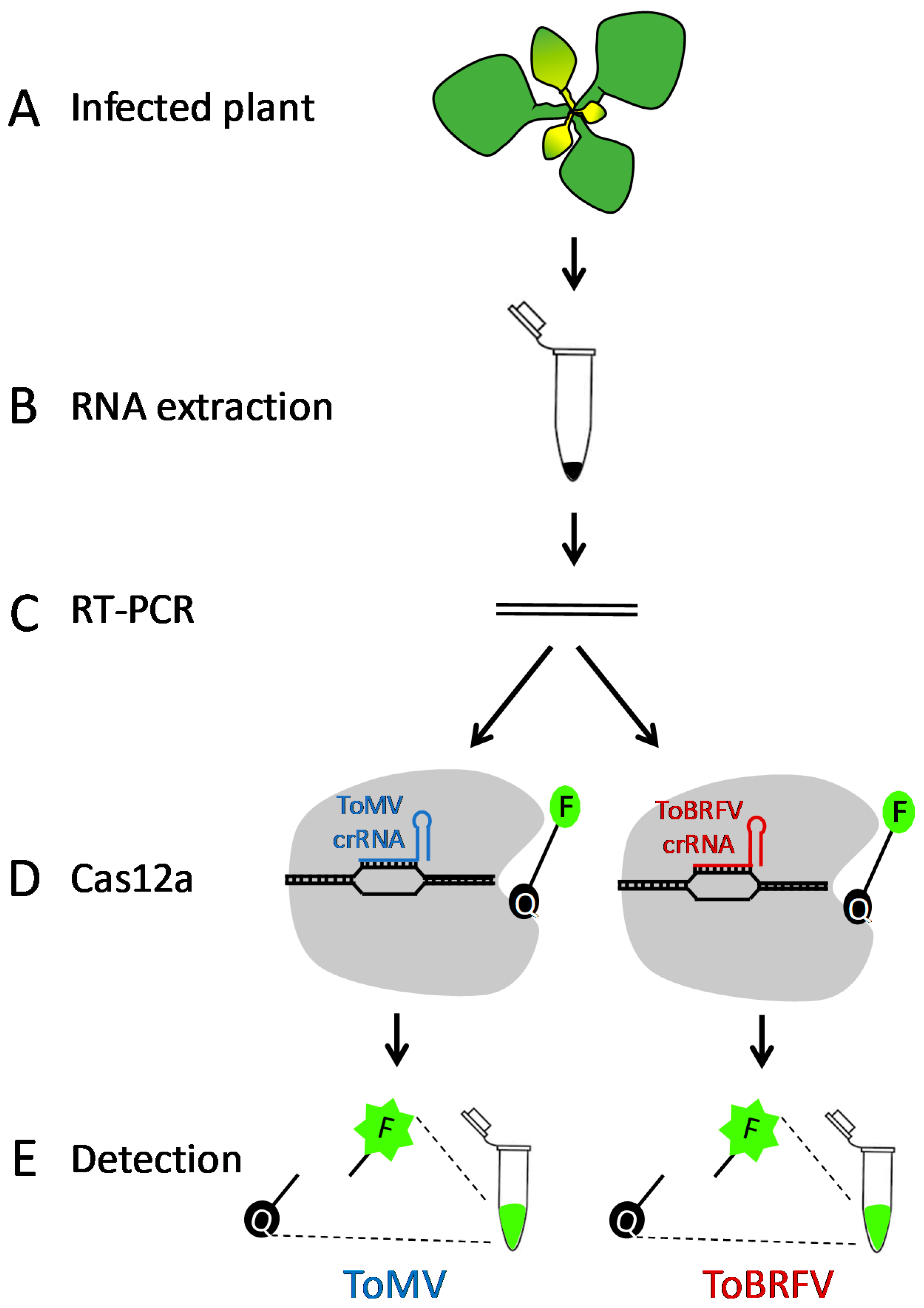 Plants 10 01256 g001 550