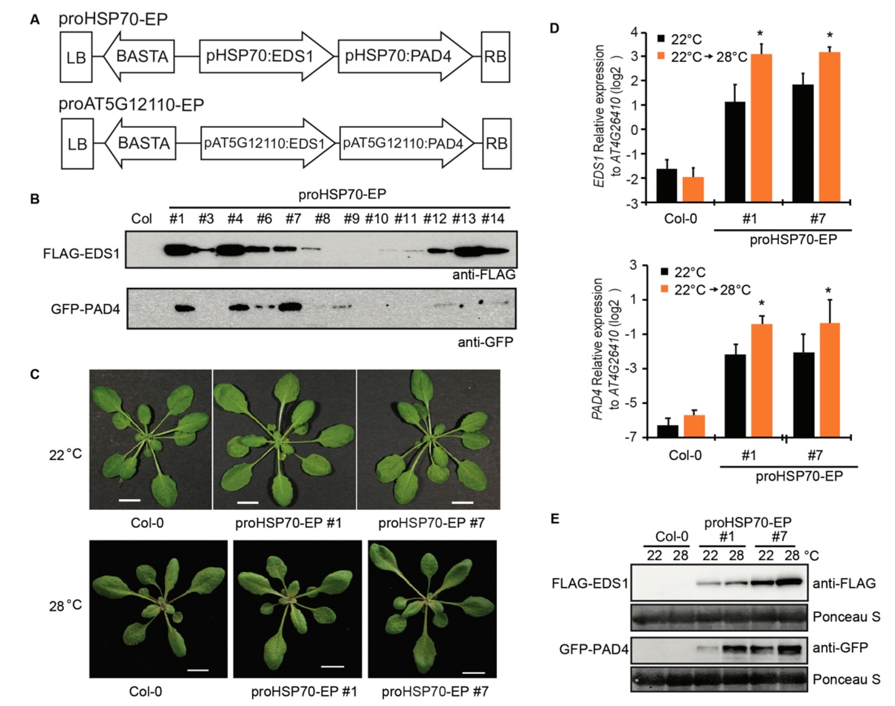 Plants 10 01258 g003