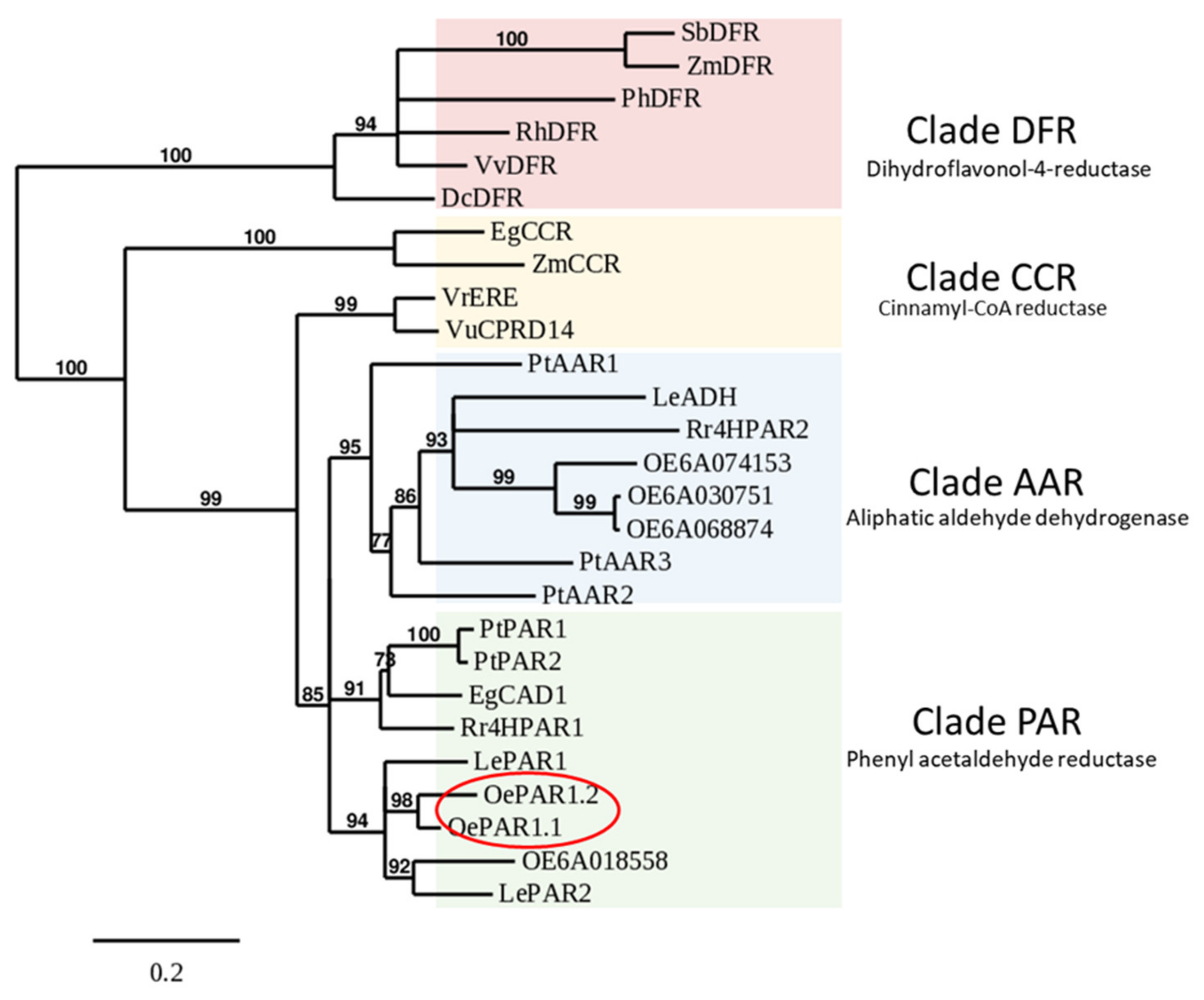 Plants 10 01268 g002