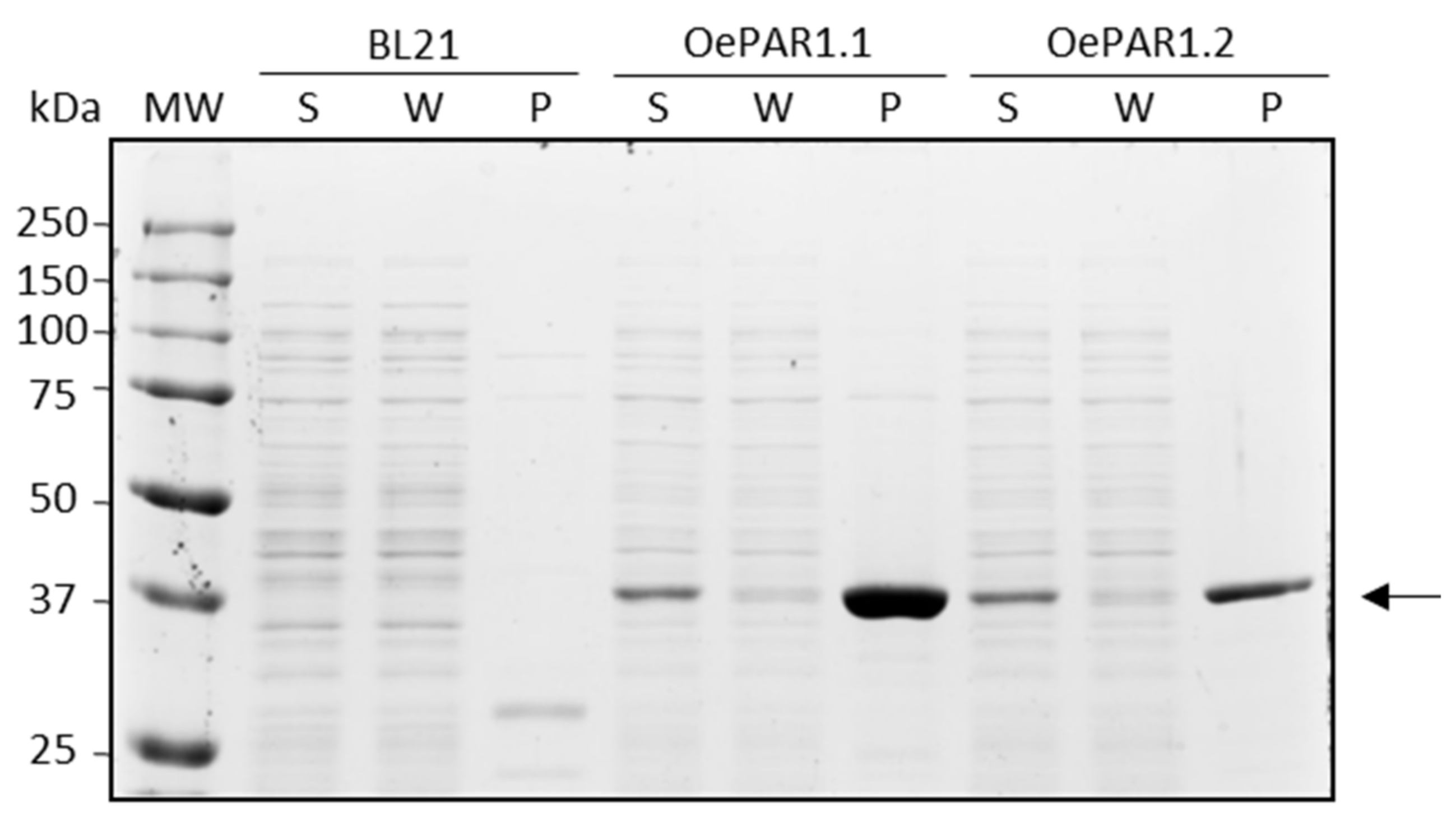 Plants 10 01268 g003