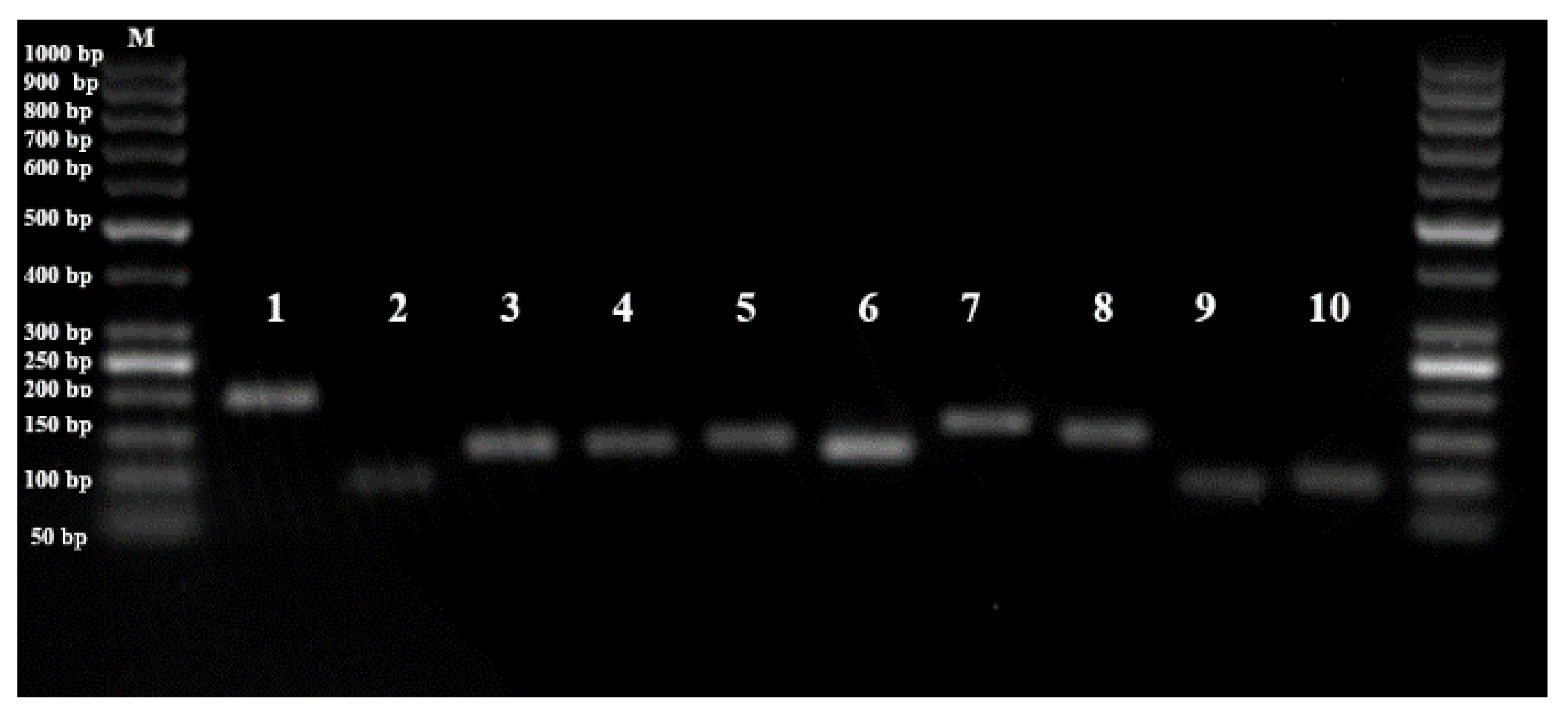 Plants 10 01272 g001