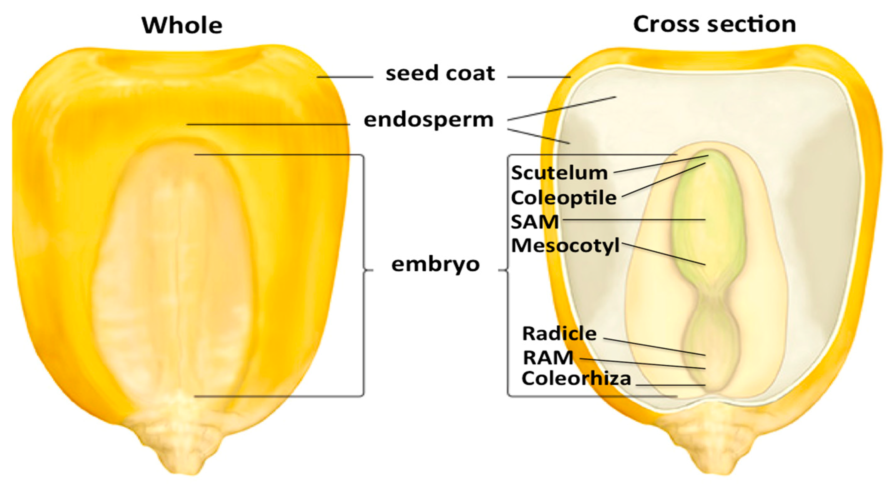 Primary Root and Mesocotyl Elongation in Maize Seedlings: Two 