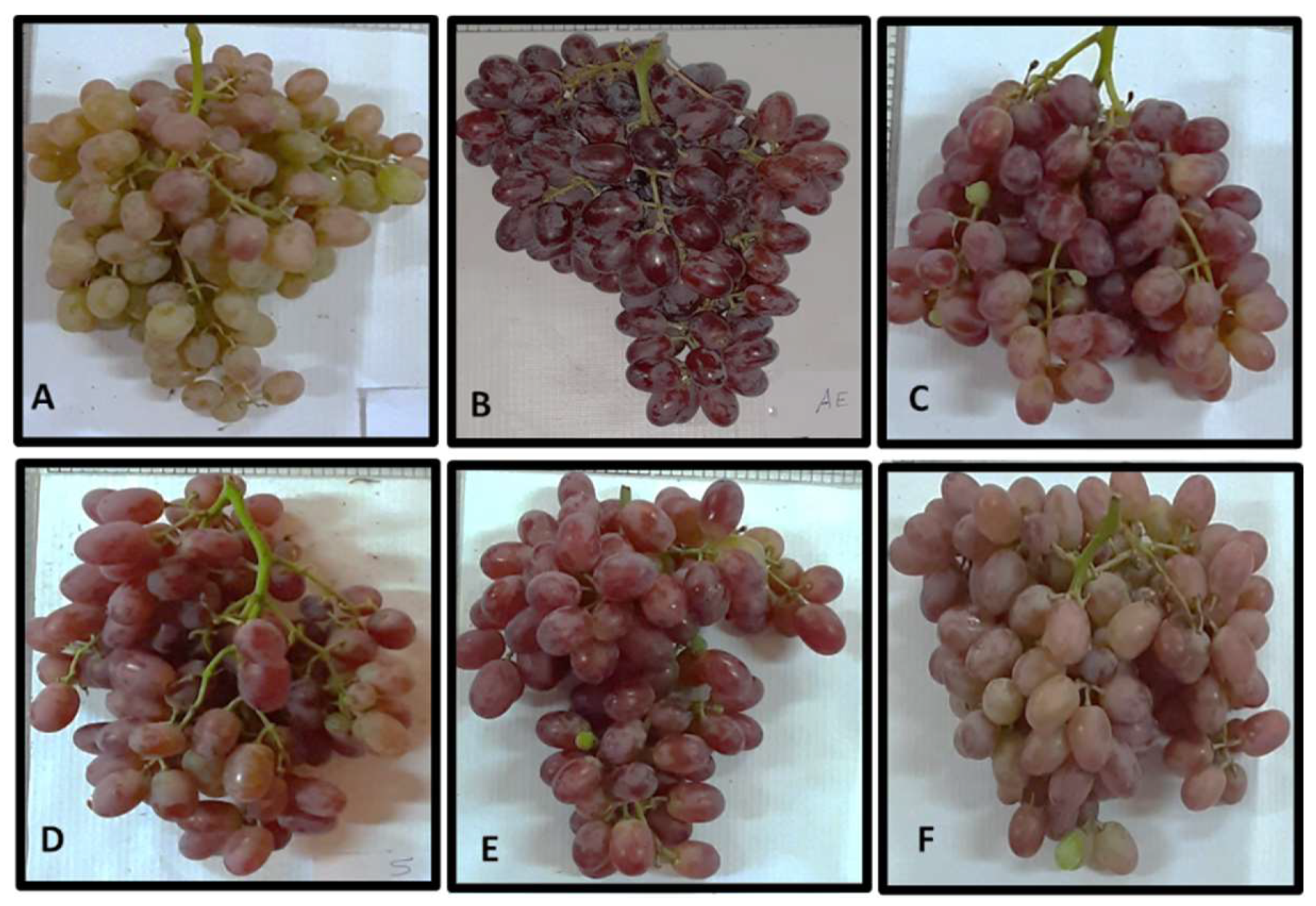 Plants 10 01285 g004 550