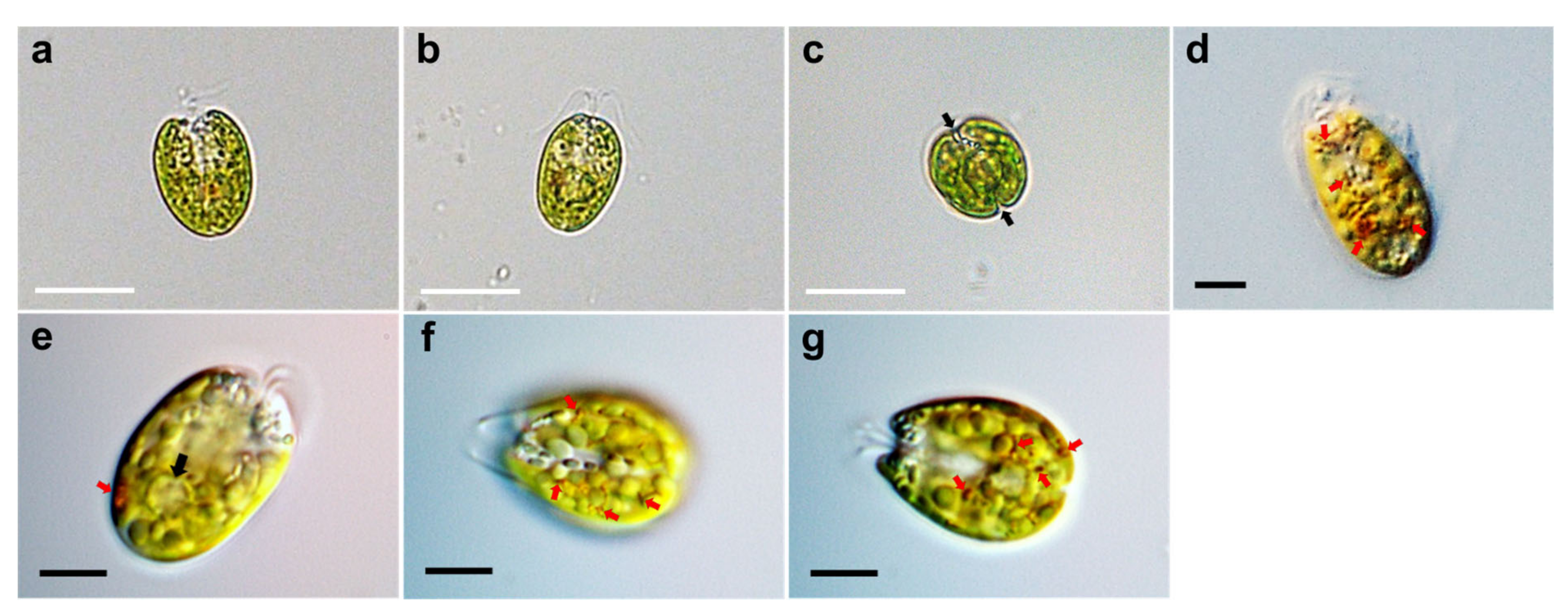 Plants 10 01289 g001 Plants 10 01289 g001