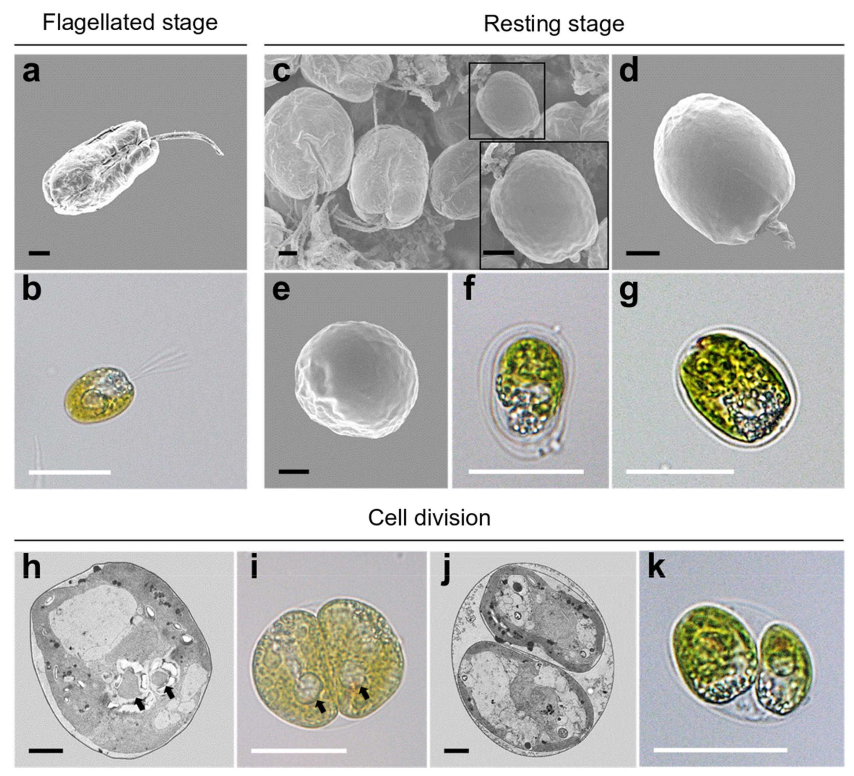 Plants 10 01289 g008 Plants 10 01289 g008