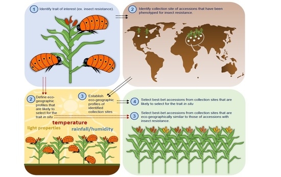 Plants Special Issue Pre Breeding Towards The Effective Utilization Of Plant Genetic Resources