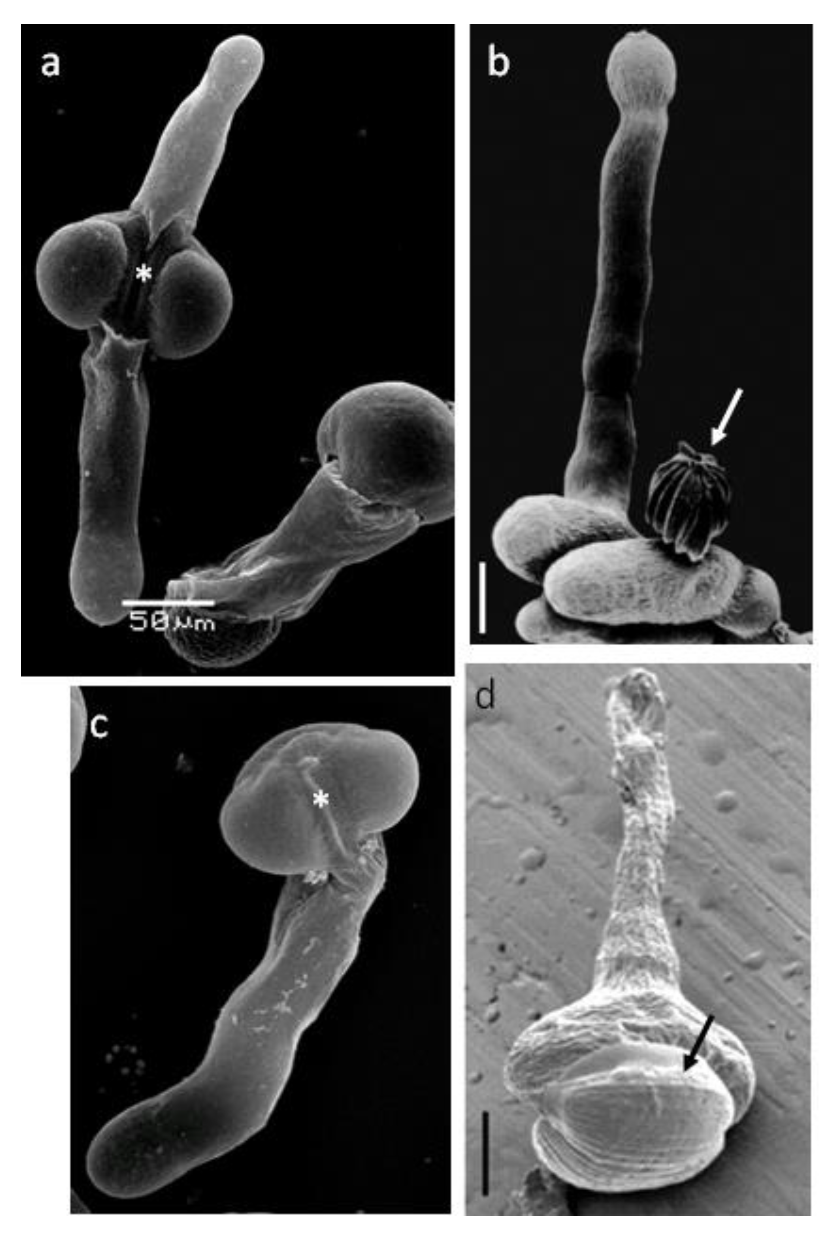 Plants 10 01301 g003