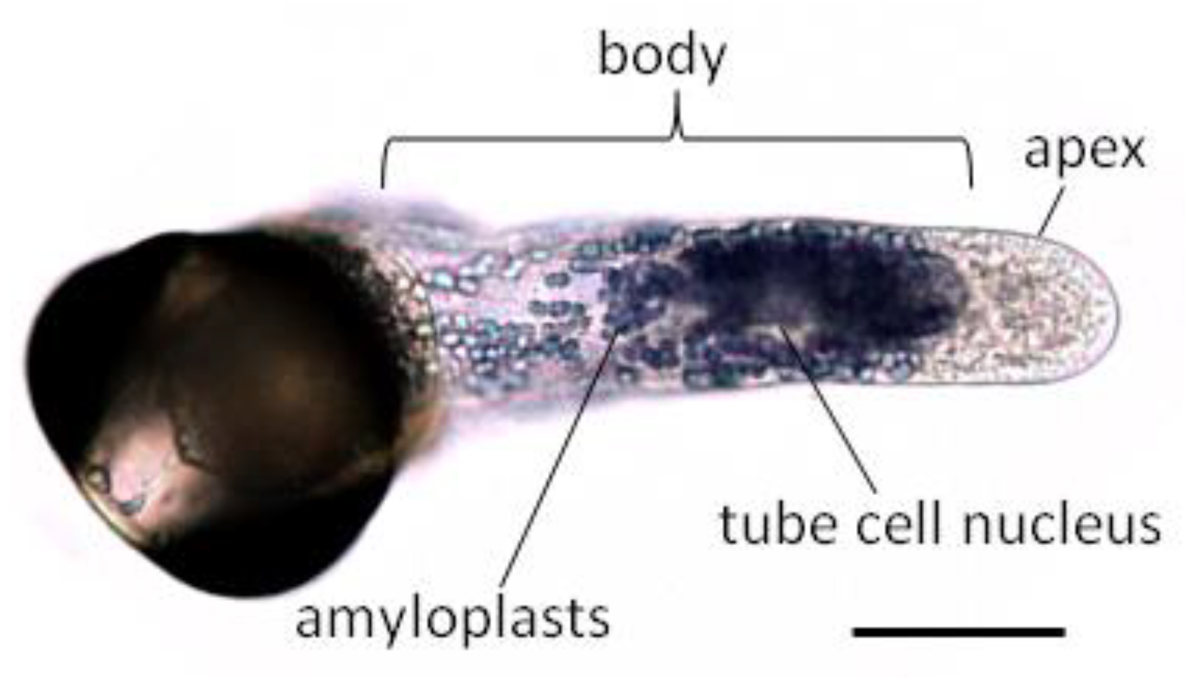 Plants 10 01301 g004