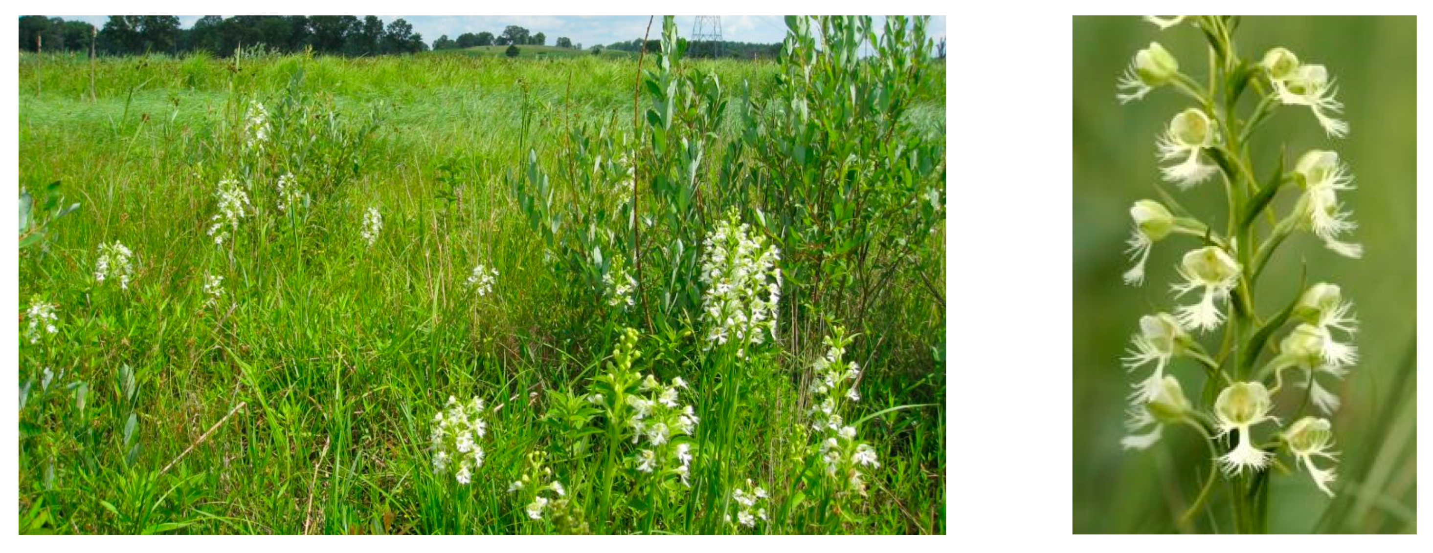 Plants 10 01308 g002