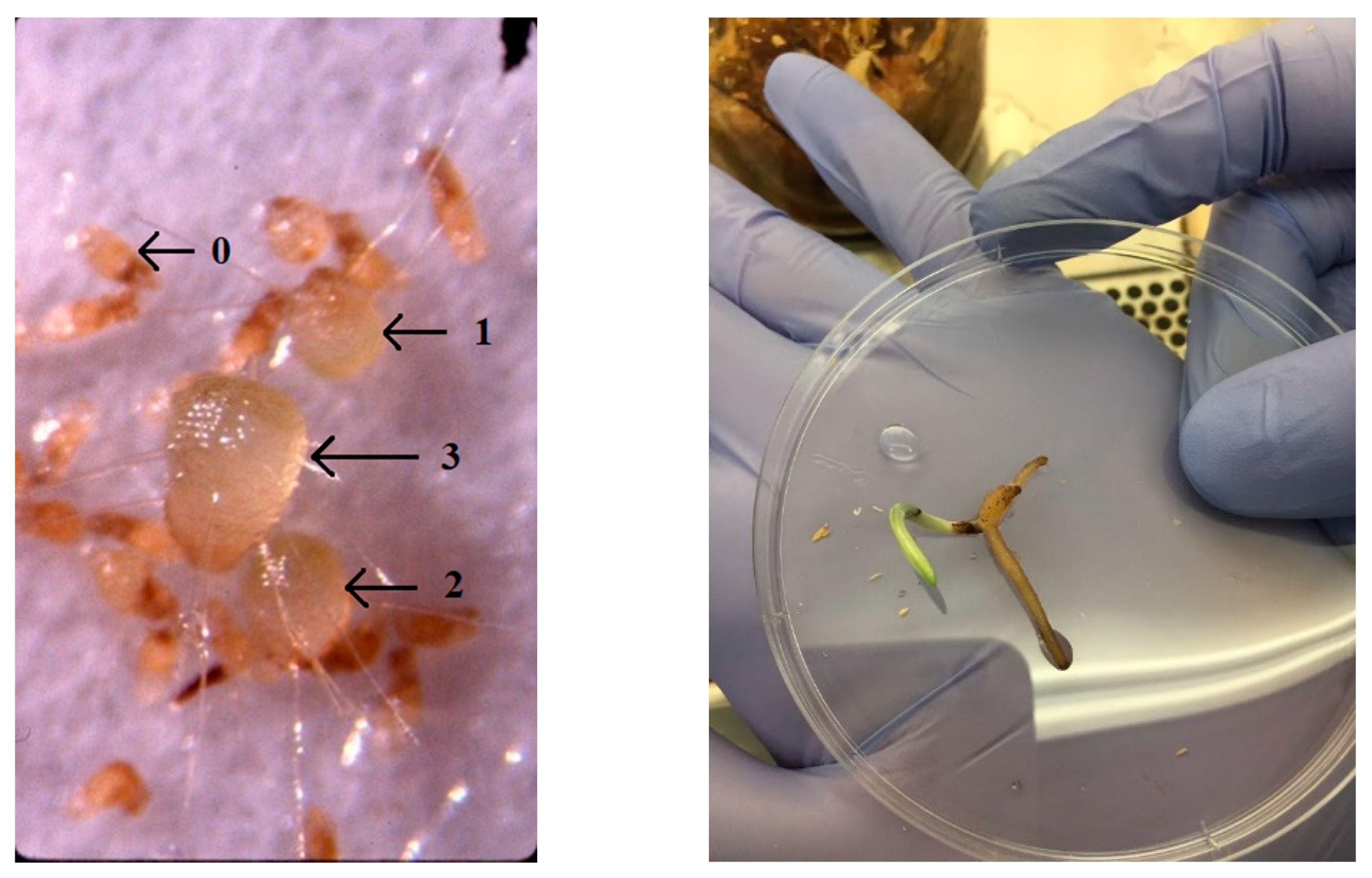 Plants 10 01308 g004