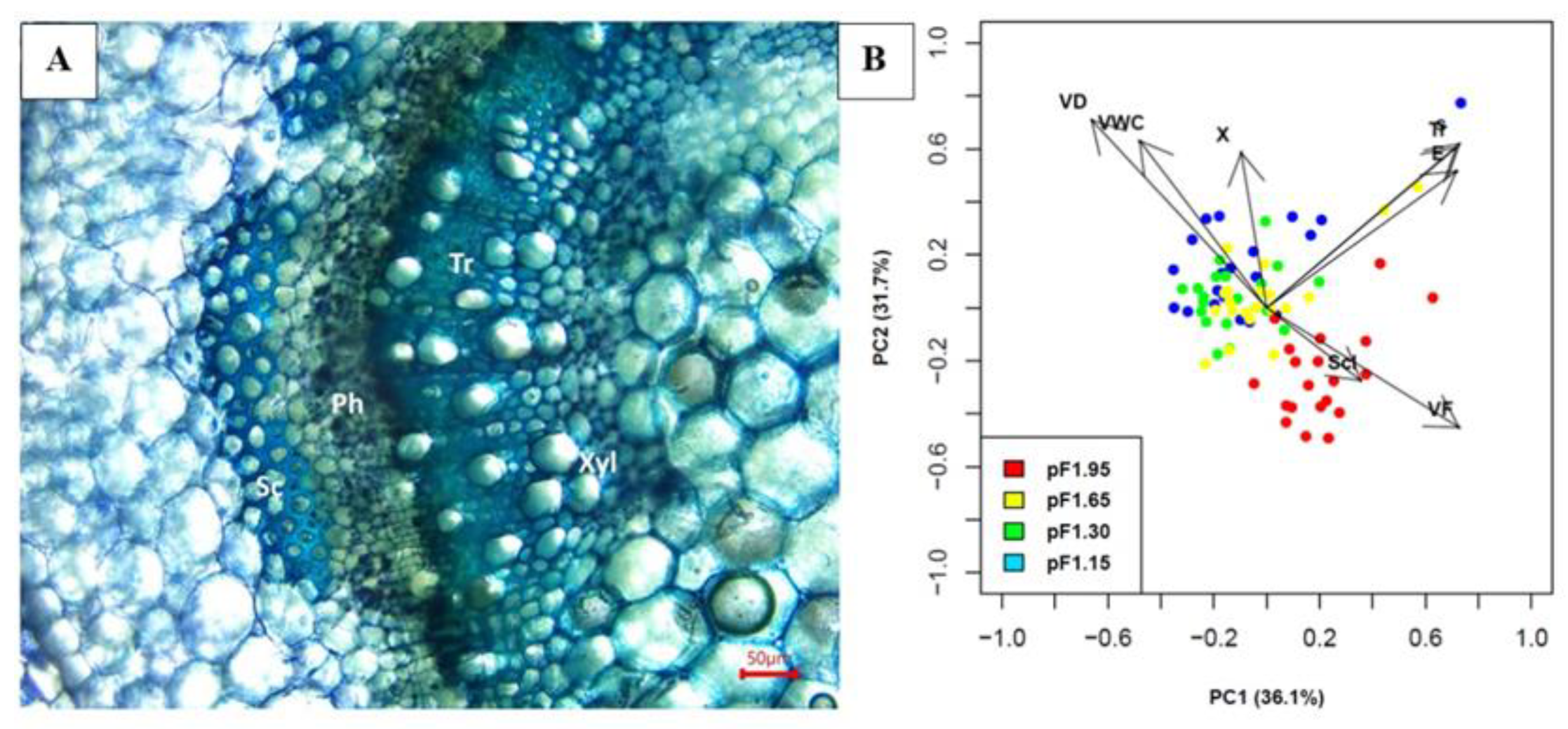 Plants 10 01320 g006