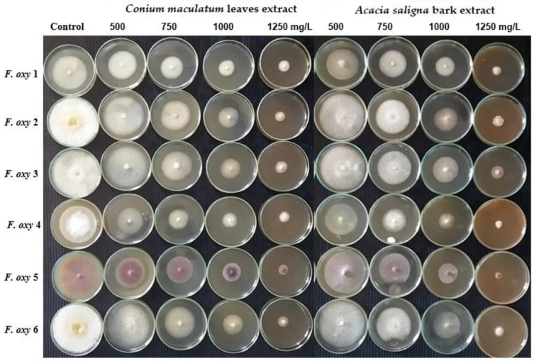 Plants 10 01325 g002a Plants 10 01325 g002a