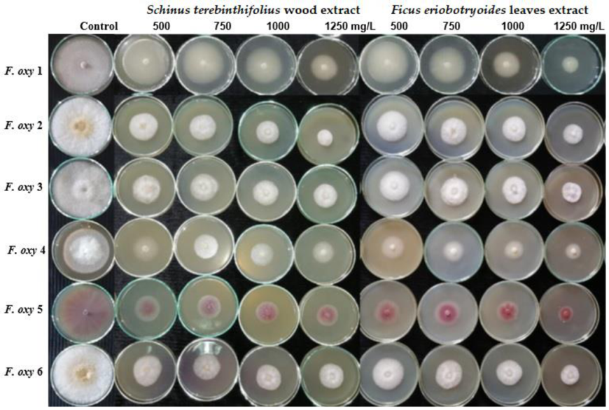 Plants 10 01325 g002b Plants 10 01325 g002b