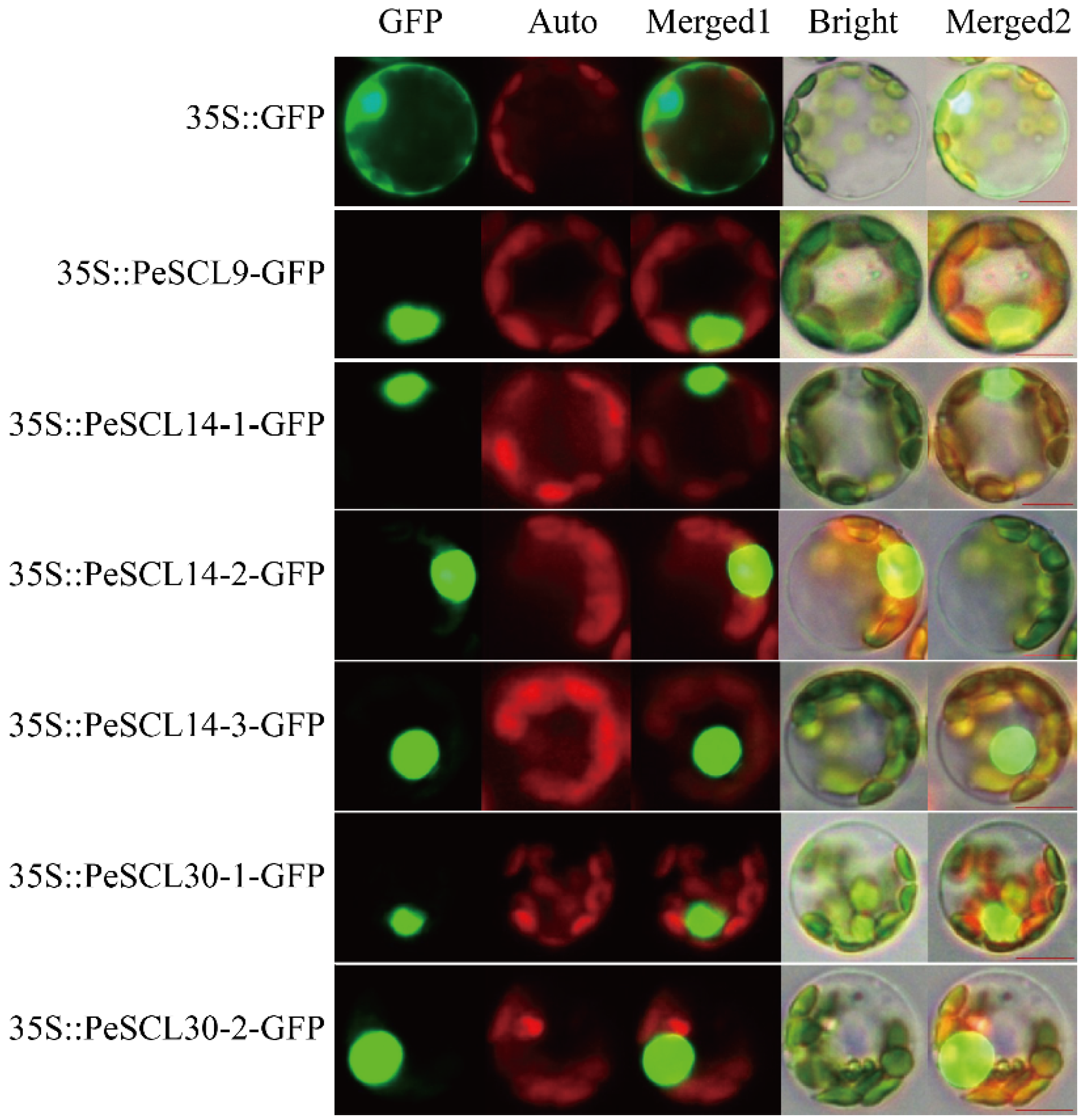 Plants 10 01338 g004 550