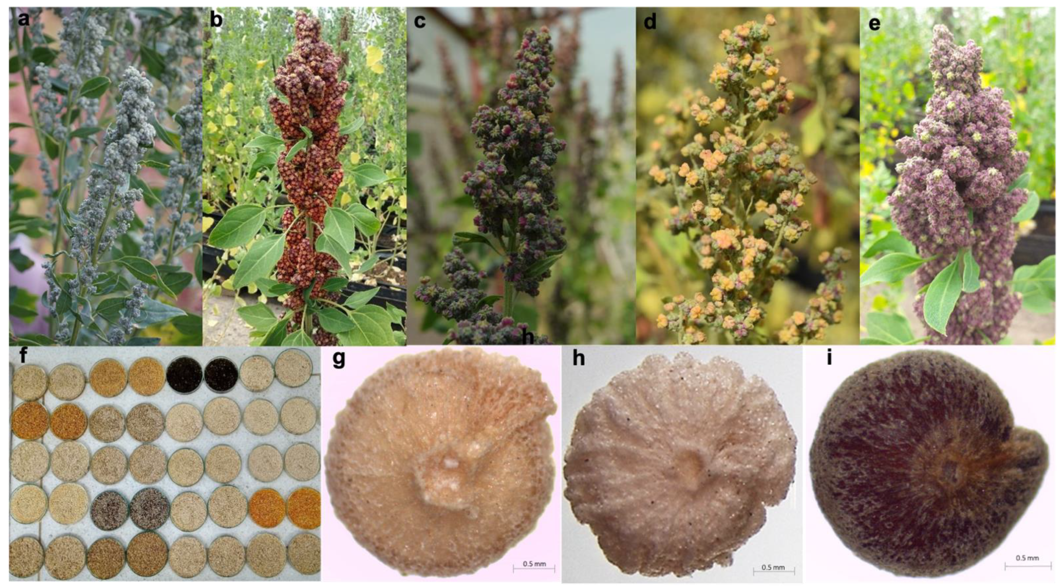 Plants 10 01339 g004