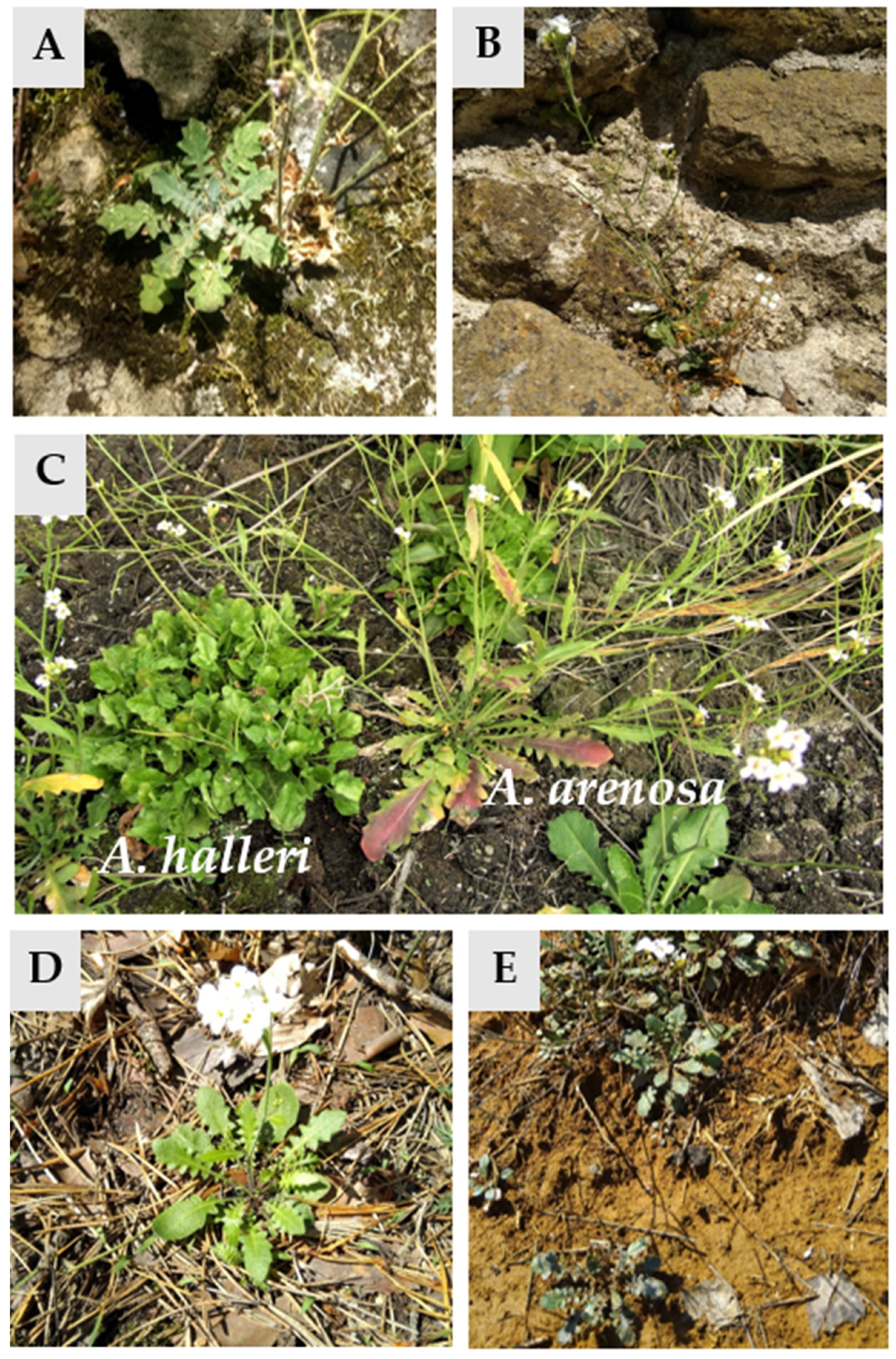 Plants 10 01342 g001