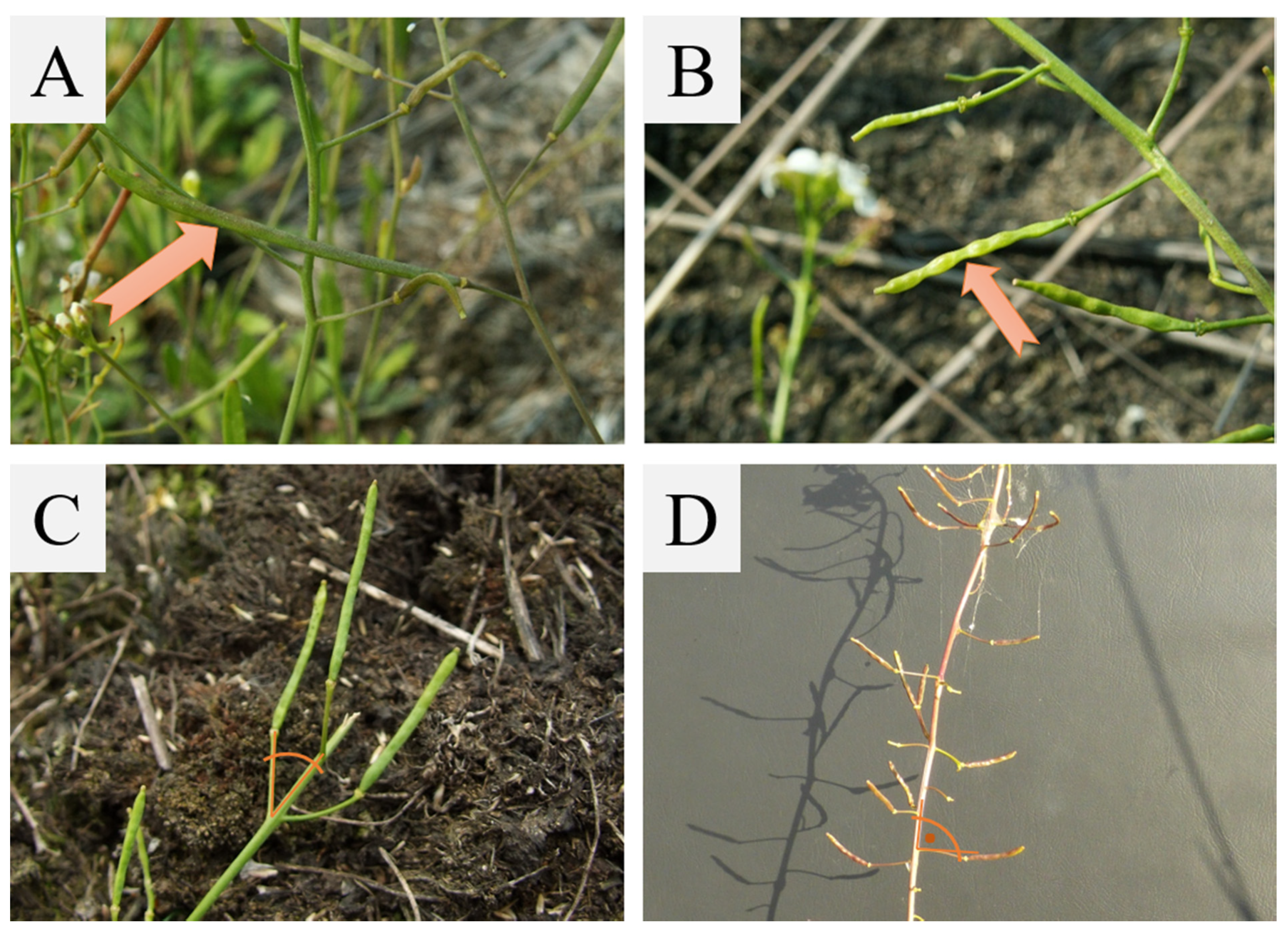 Plants 10 01342 g002