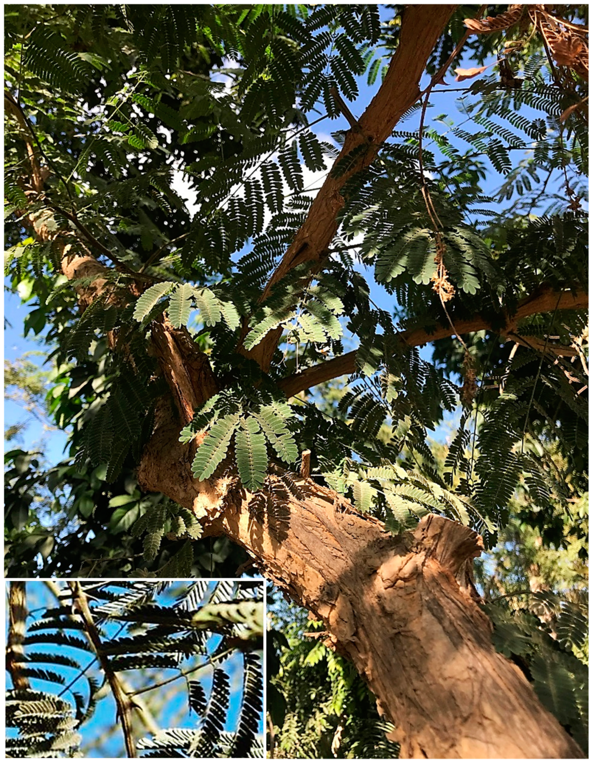 Plants 10 01344 g005