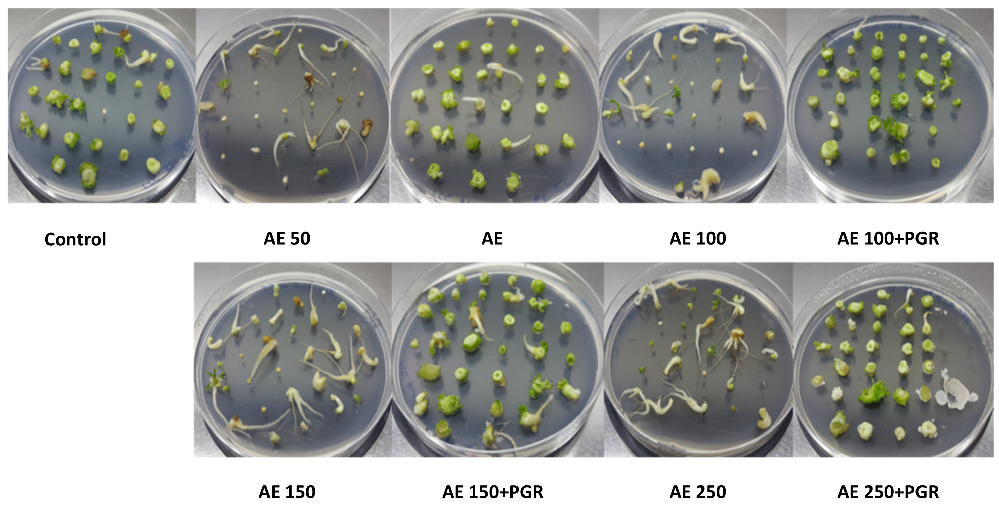 Plants 10 01354 g004 550