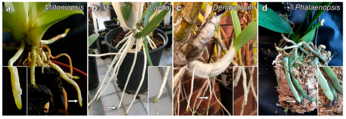 Plants 10 01358 g001