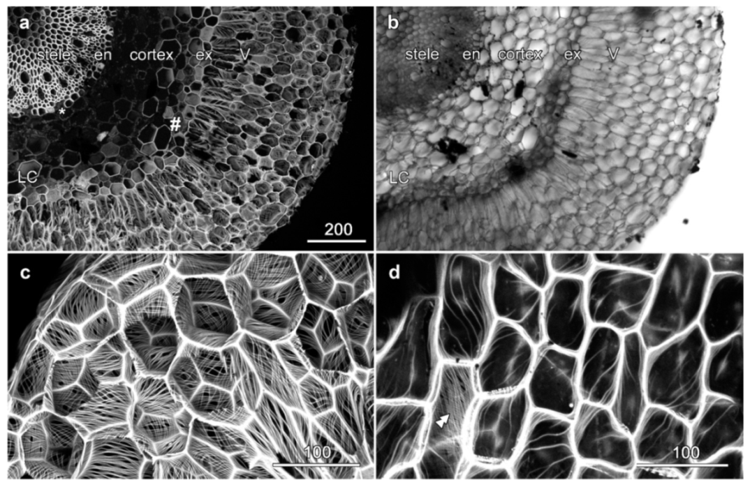Plants 10 01358 g002
