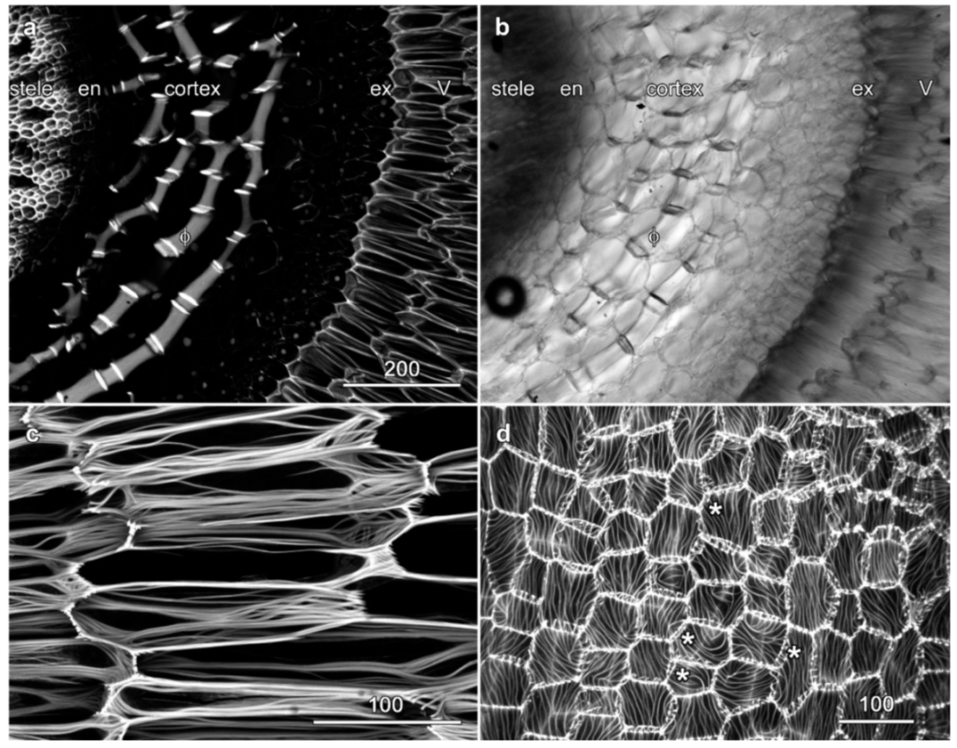 Plants 10 01358 g003