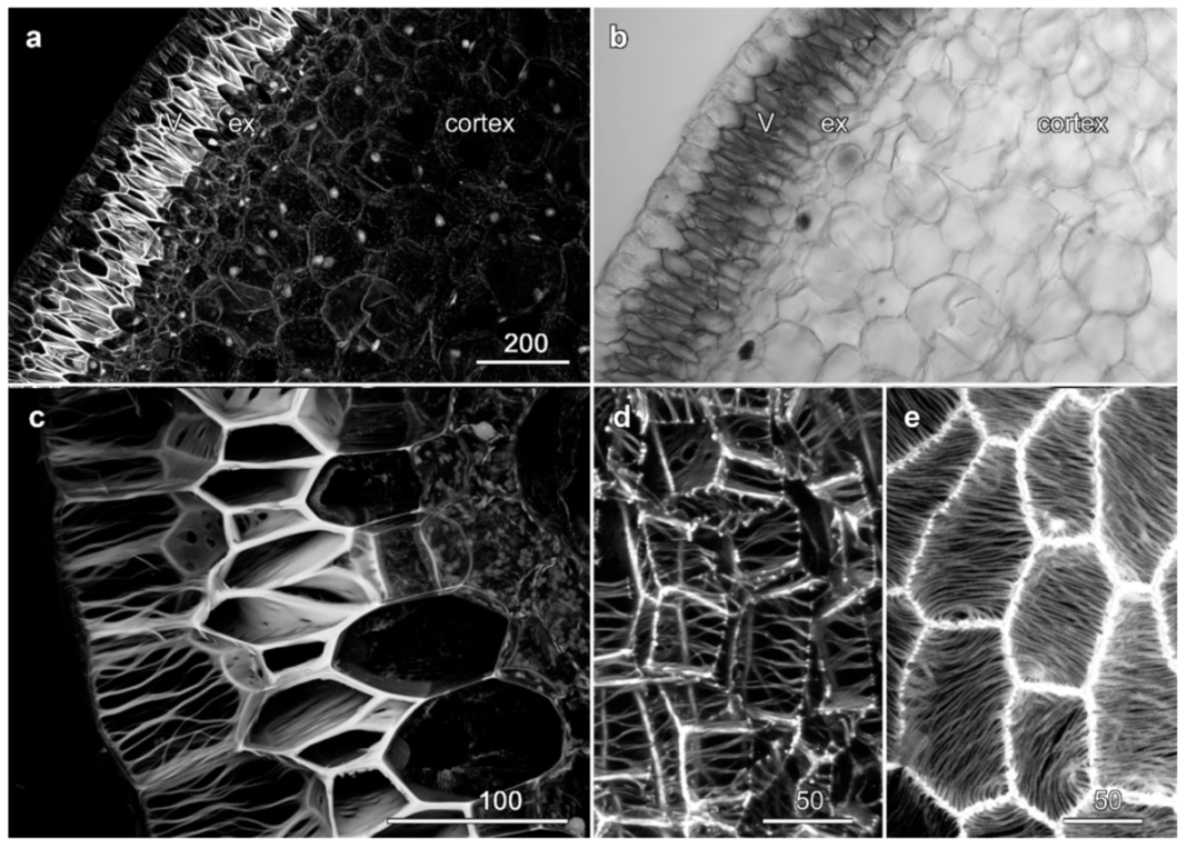 Plants 10 01358 g005