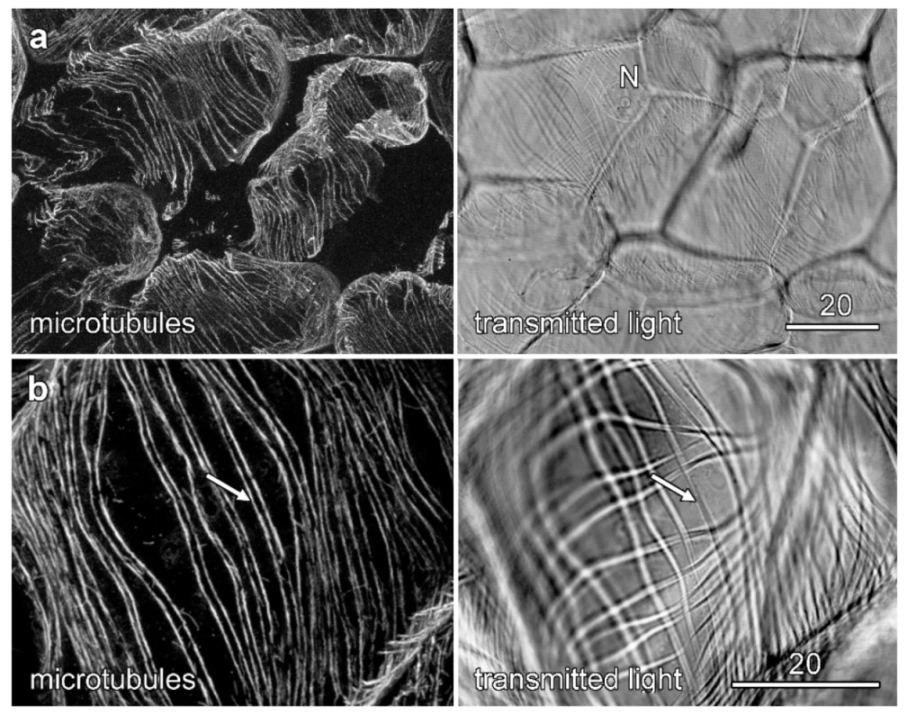 Plants 10 01358 g006