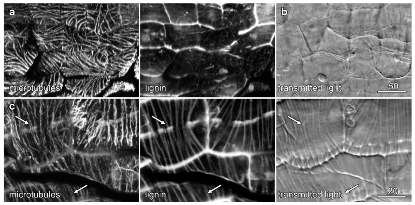 Plants 10 01358 g008