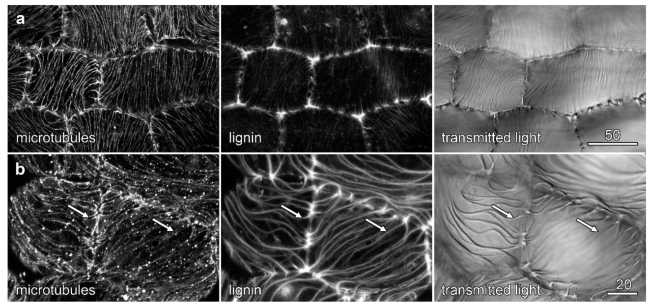 Plants 10 01358 g009