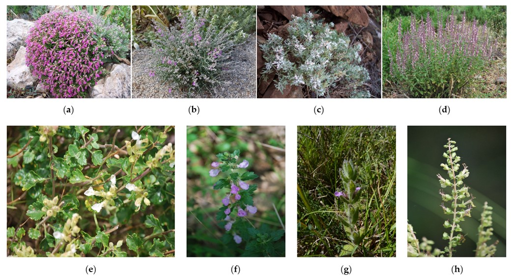 Plants 10 01359 g001