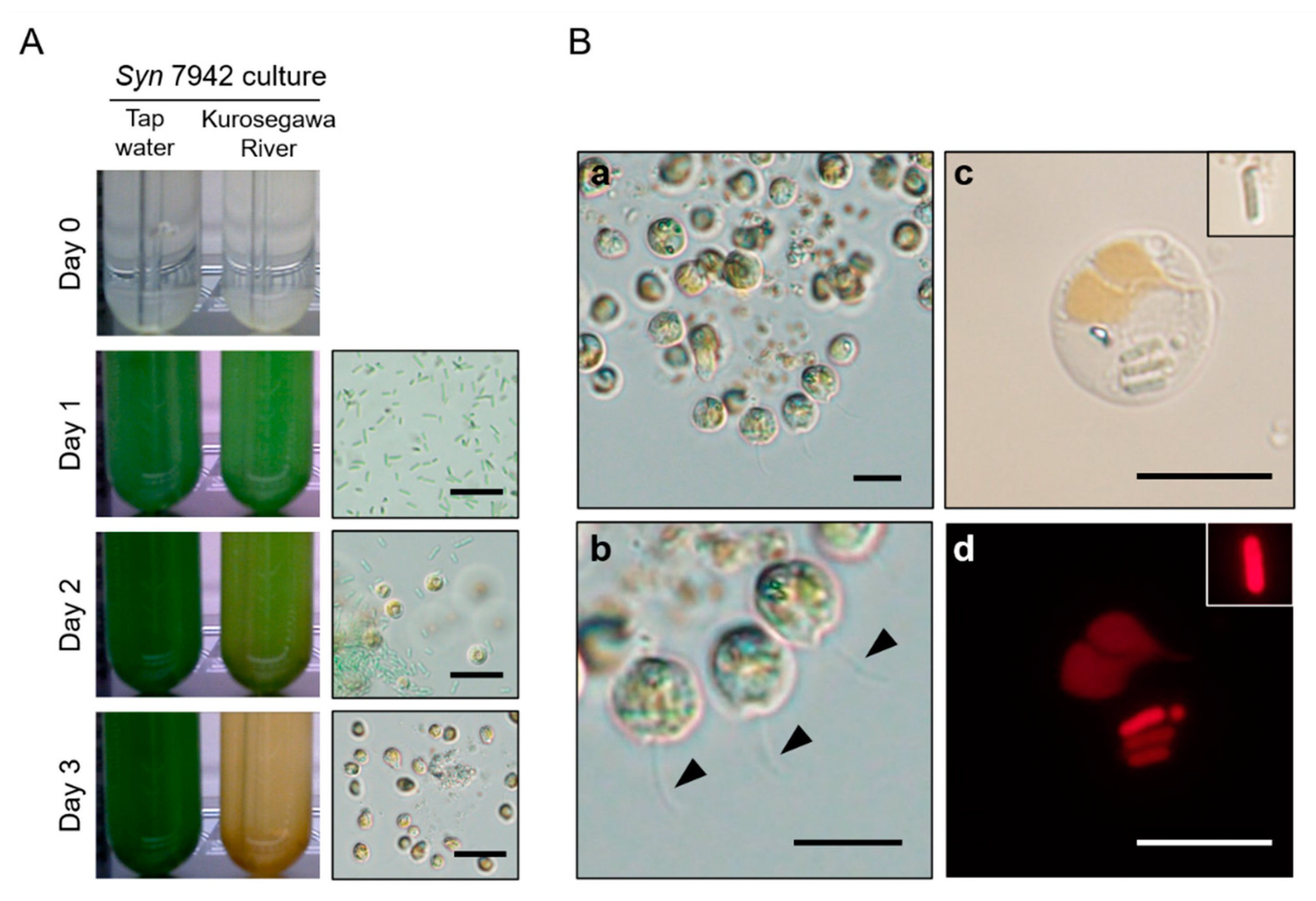 Plants 10 01361 g001 550