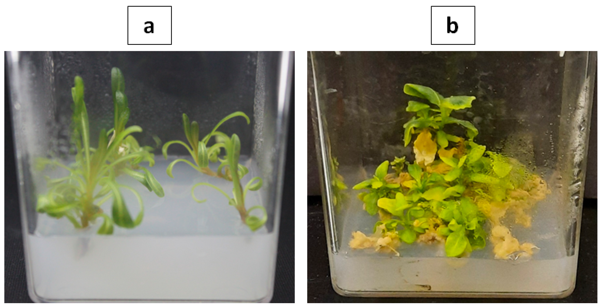 Plants 10 01362 g001