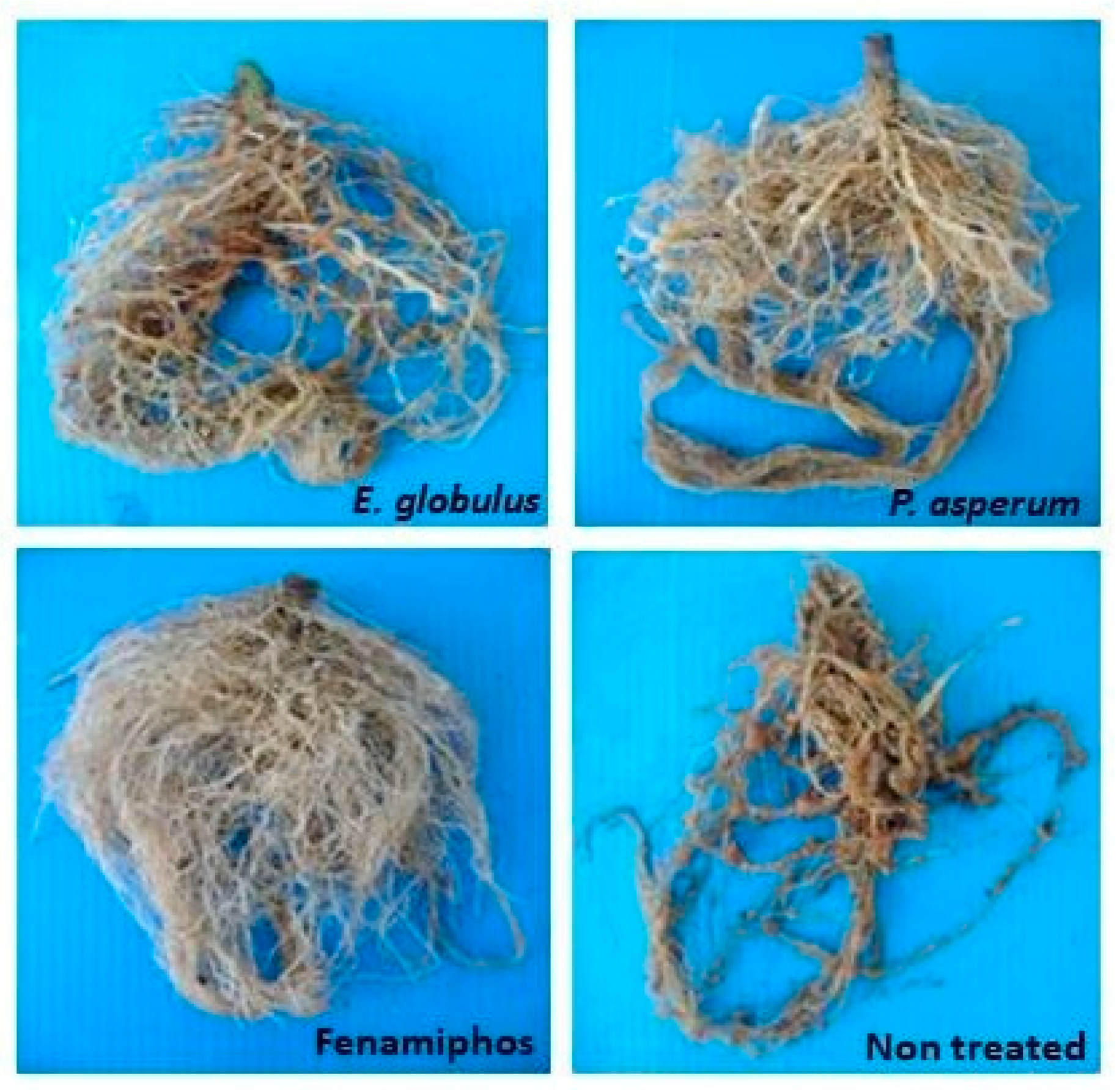 Plants 10 01368 g005 550