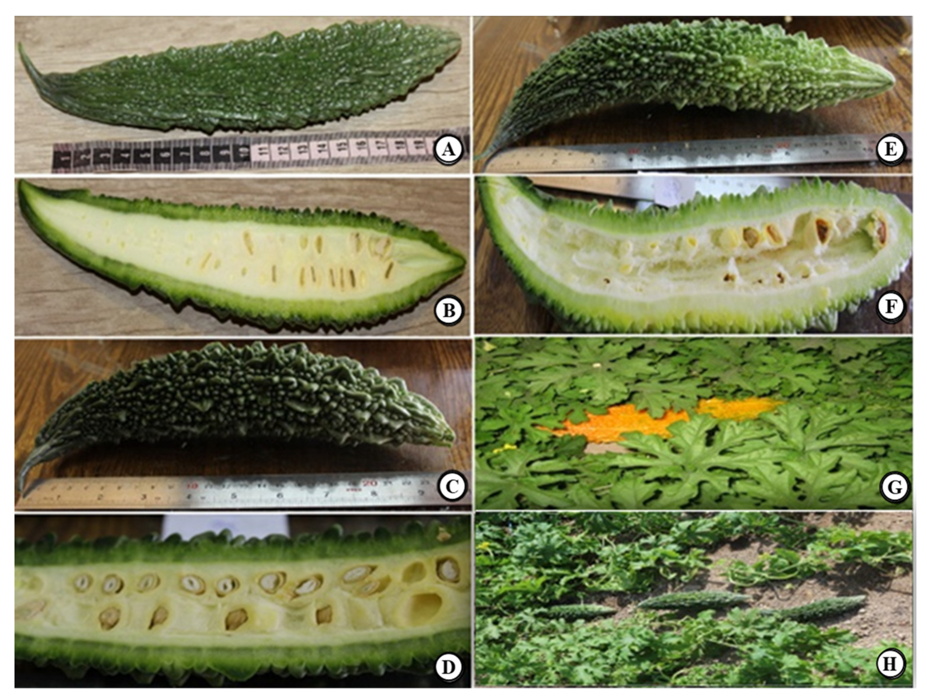 Plants Free Full-Text Evaluation of Growth, Yield, and Biochemical Attributes of Bitter Gourd (Momordica charantia L.) Cultivars under Karaj Conditions in Iran picture pic