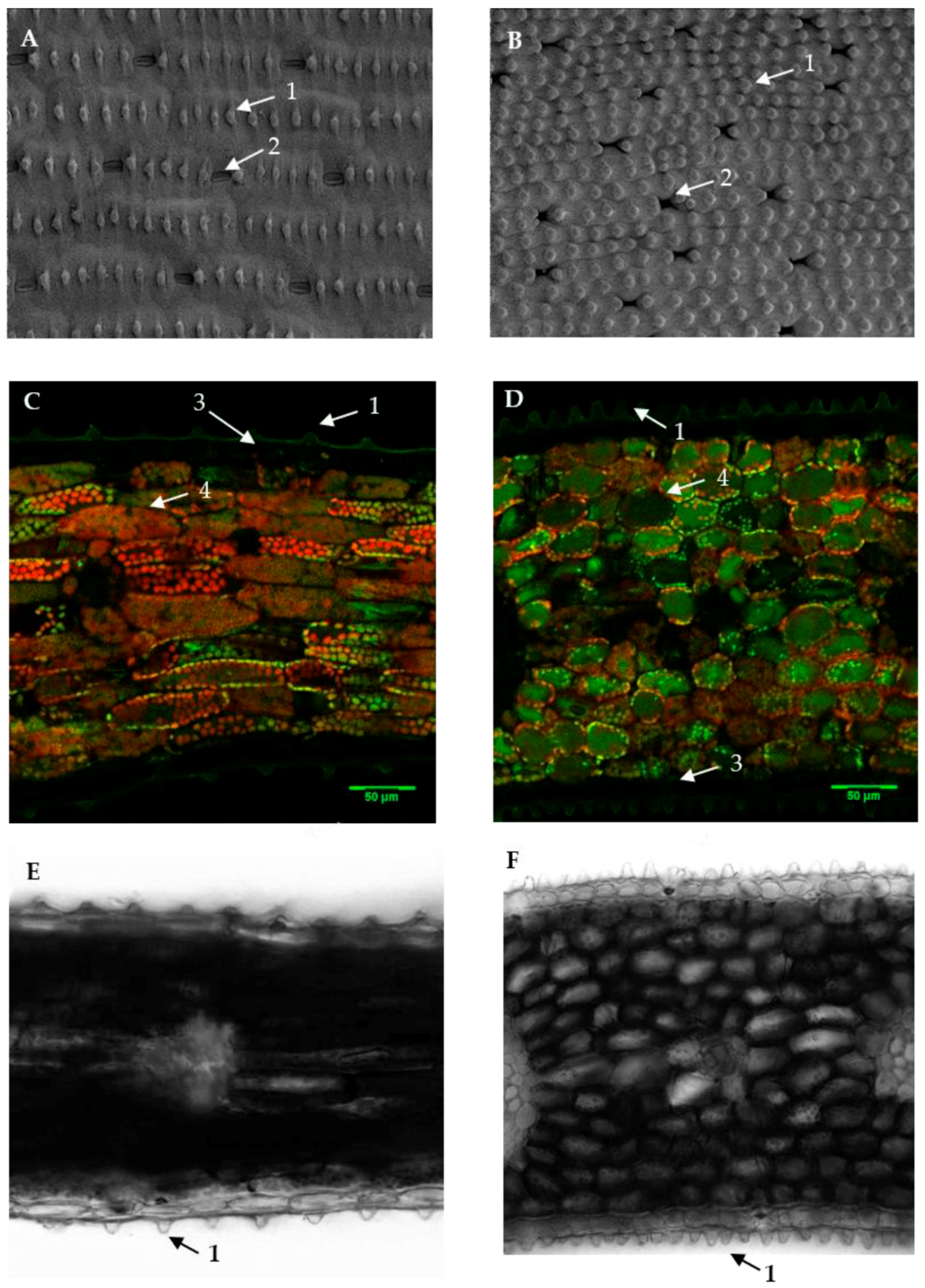 Plants 10 01384 g004
