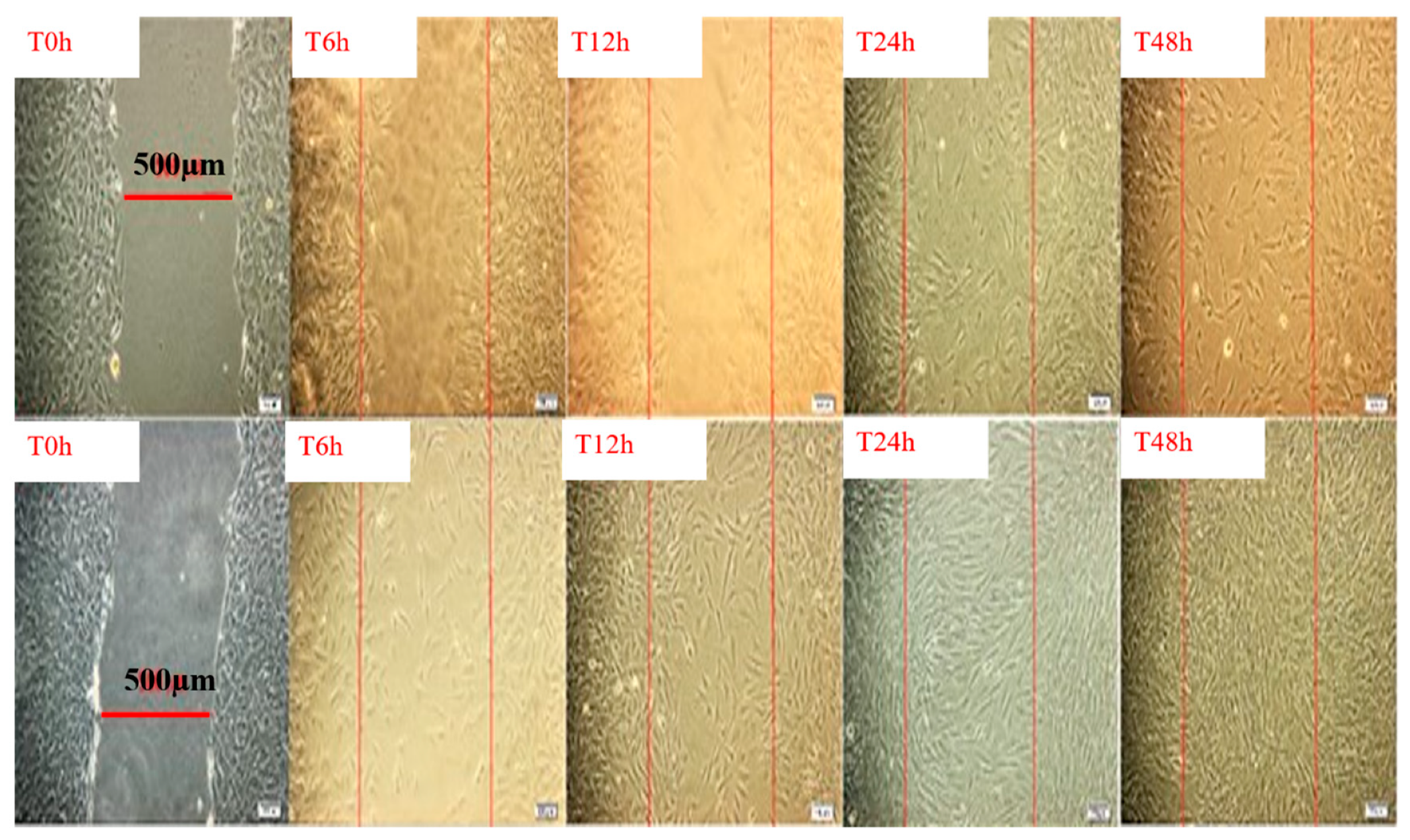 Plants 10 01390 g005