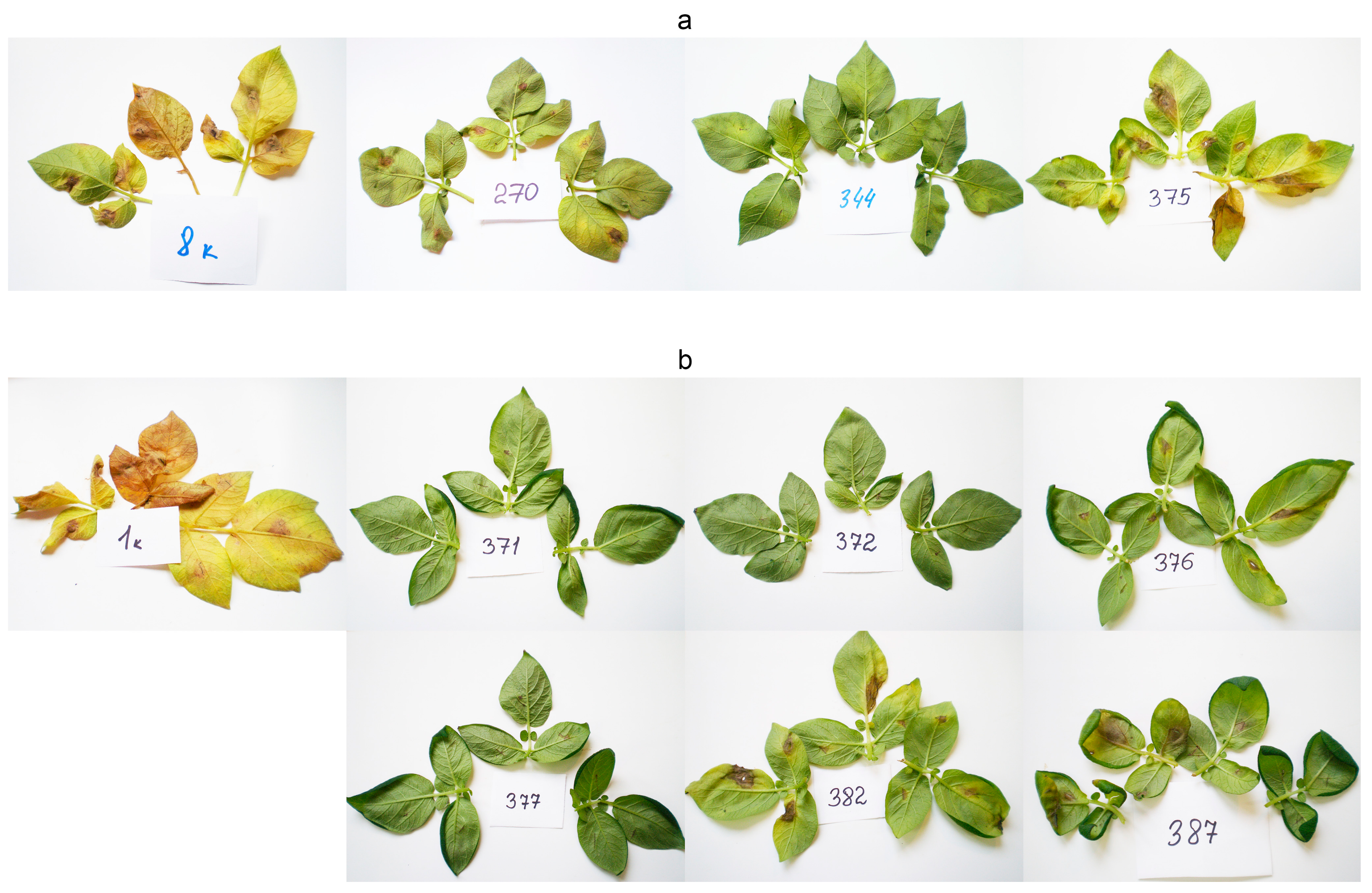 Plants 10 01395 g004