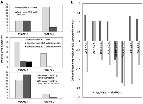 Physcomitrium patens Mutants in Auxin Conjugating GH3