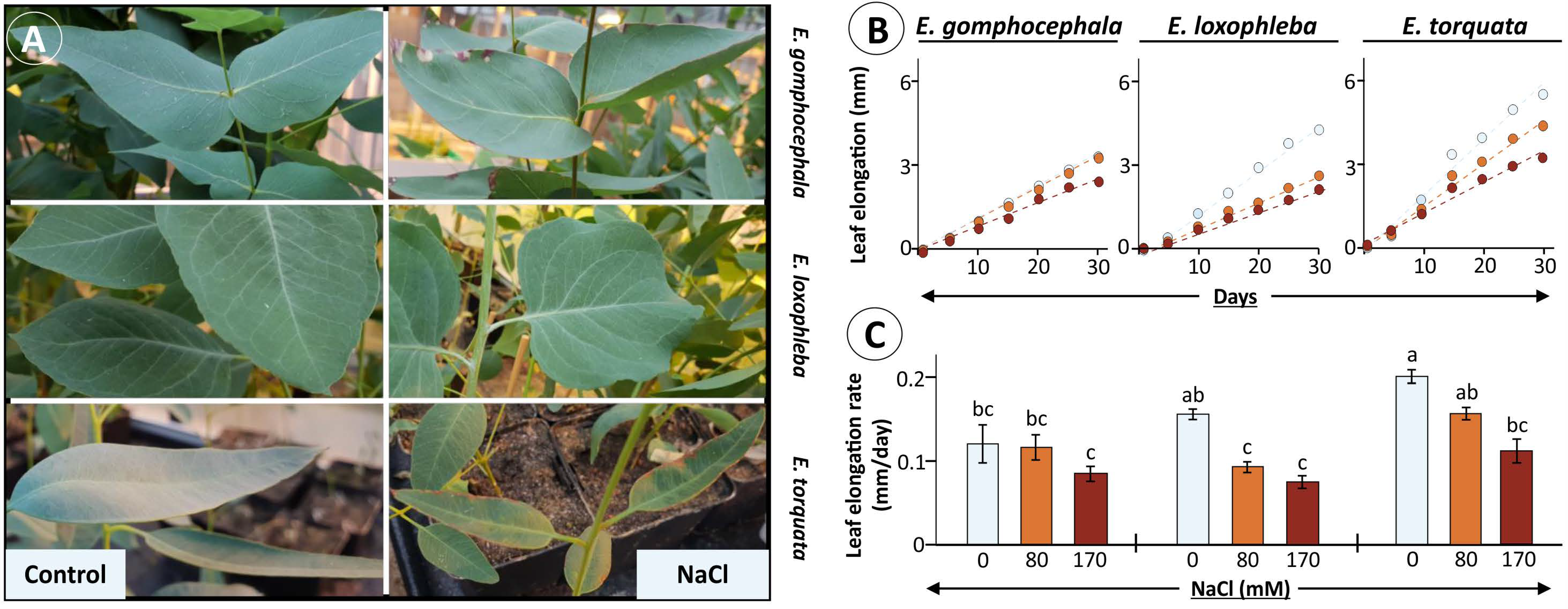 Plants 10 01401 g001