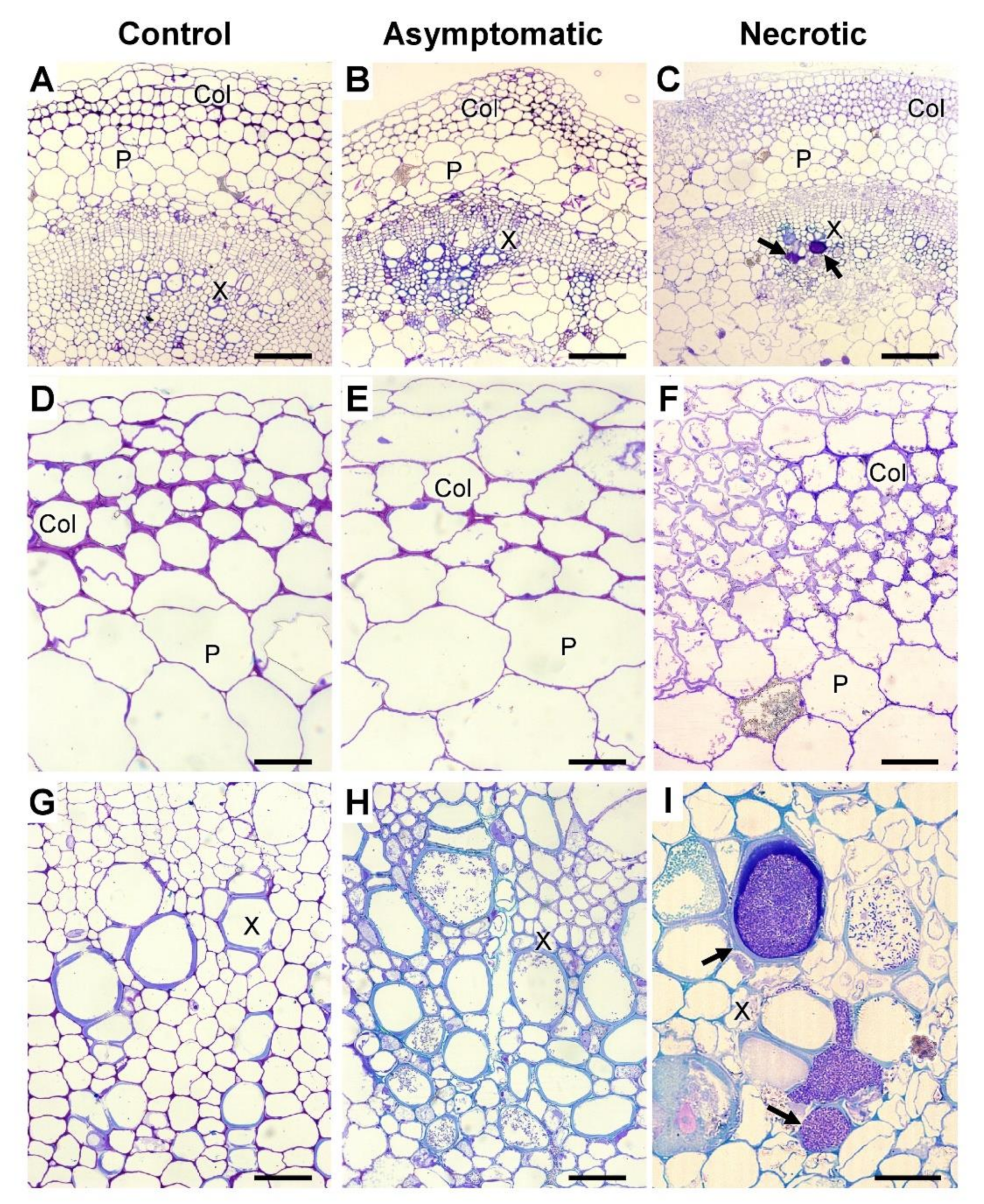 Plants 10 01407 g007