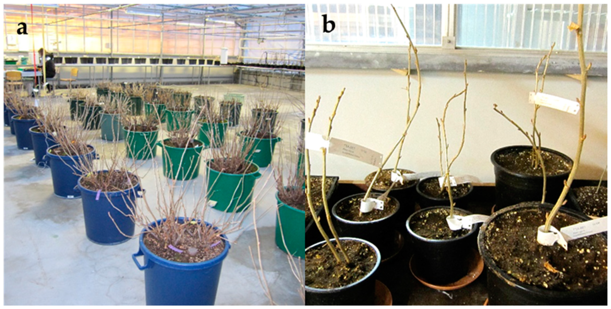 Plants 10 01414 g003 550