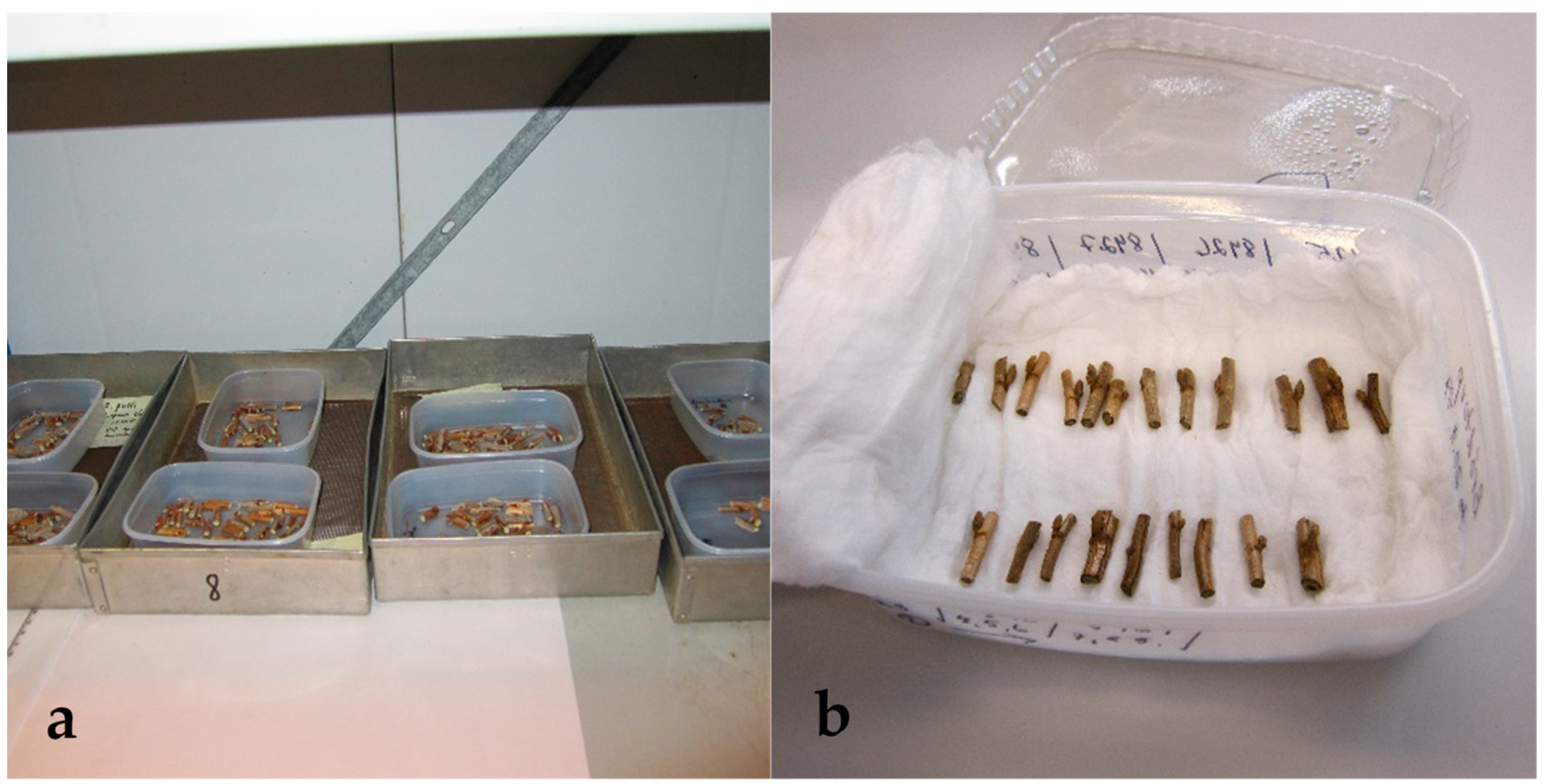 Plants 10 01414 g005 550